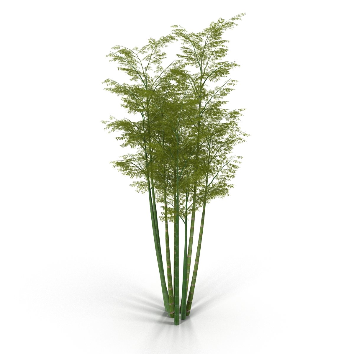 Tall bamboo tree with green leaves on a white background.