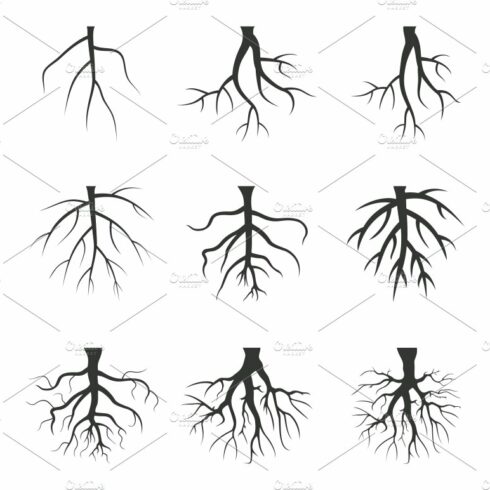 Set of tree roots.