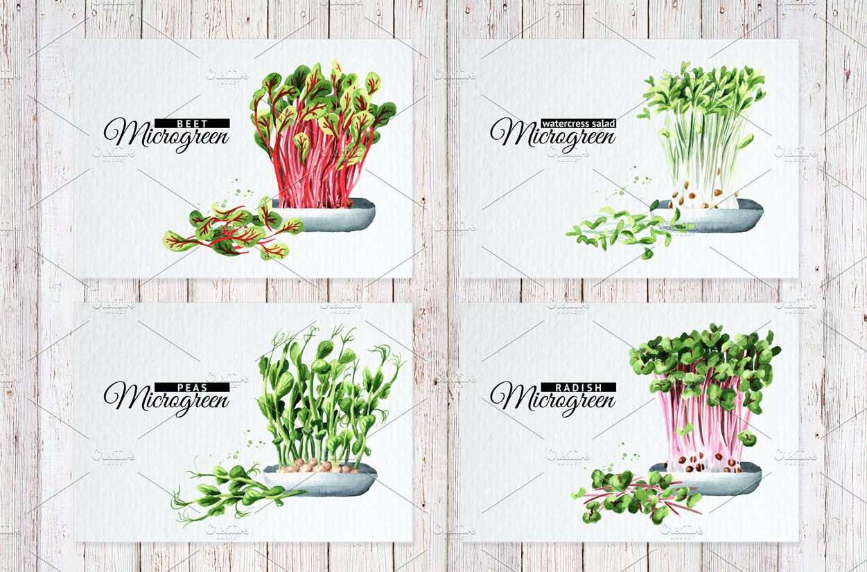 Microgreens. Watercolor collection preview image.