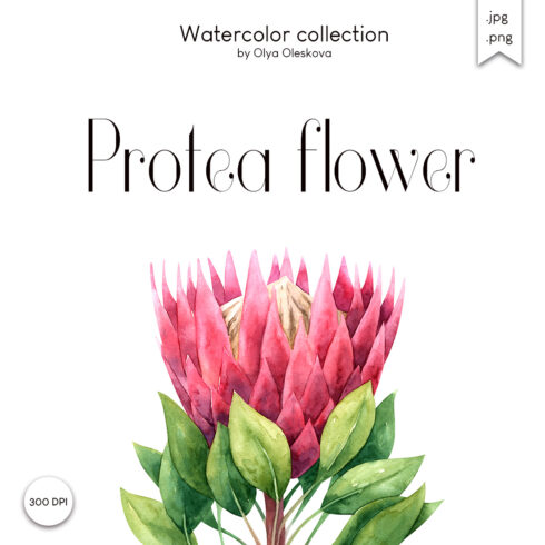 Watercolor protea flowers cover image.