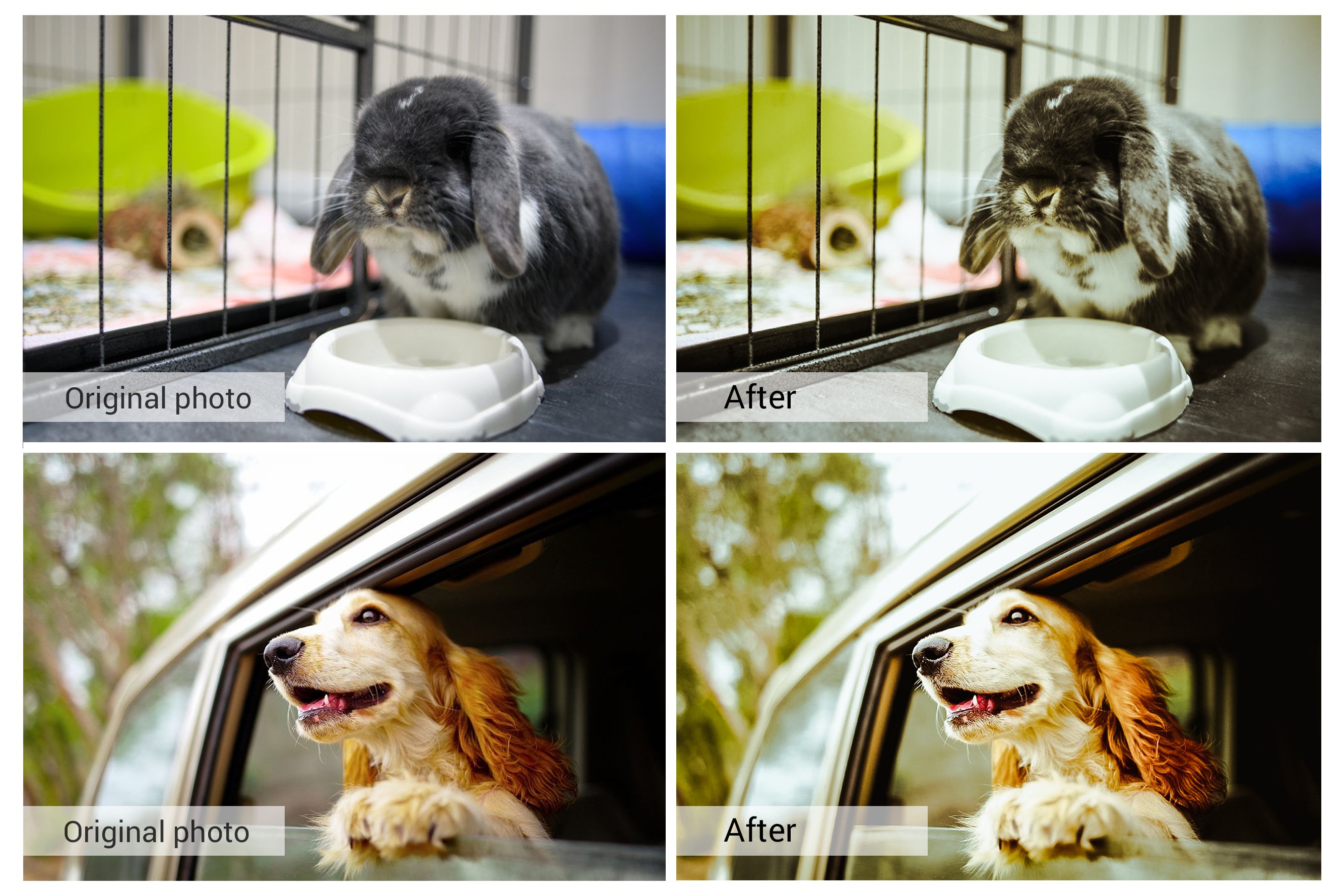 Lovely Pets Lightroom Presetspreview image.