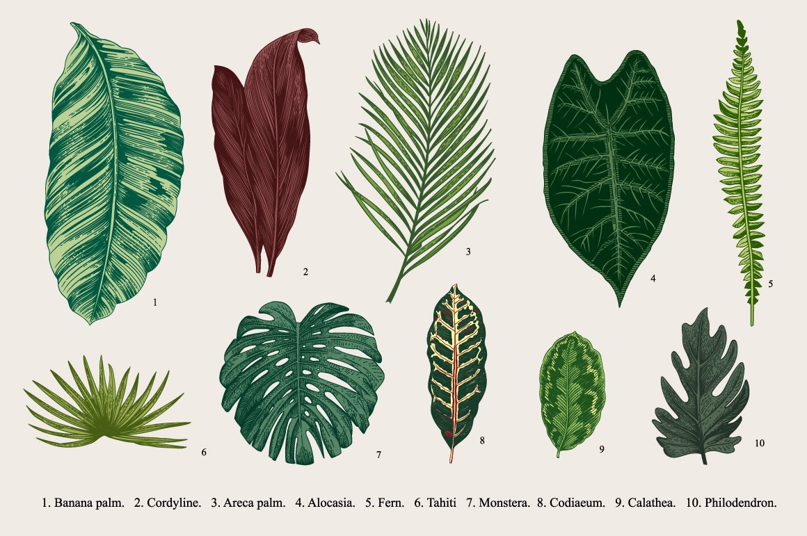 Bunch of different types of leaves.