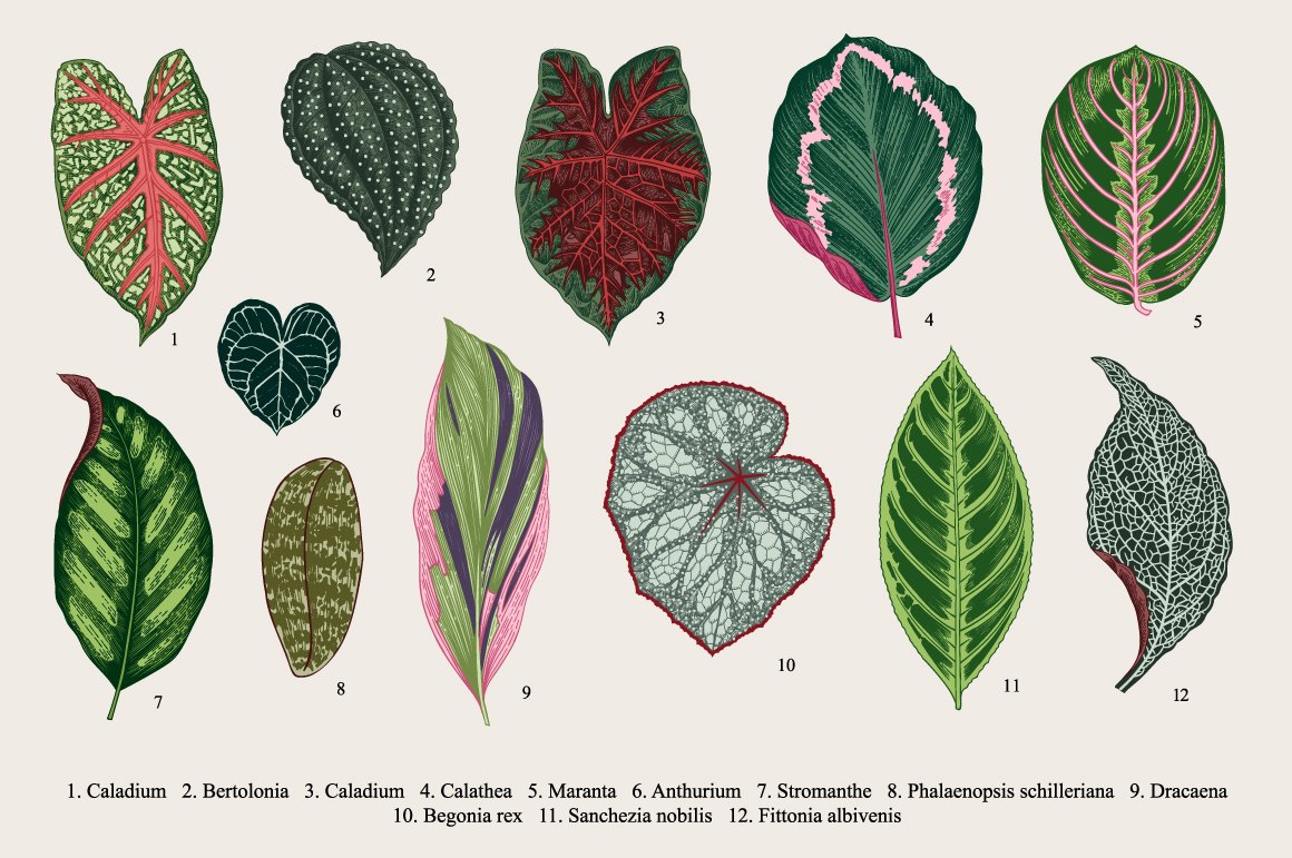 Group of different types of leaves.