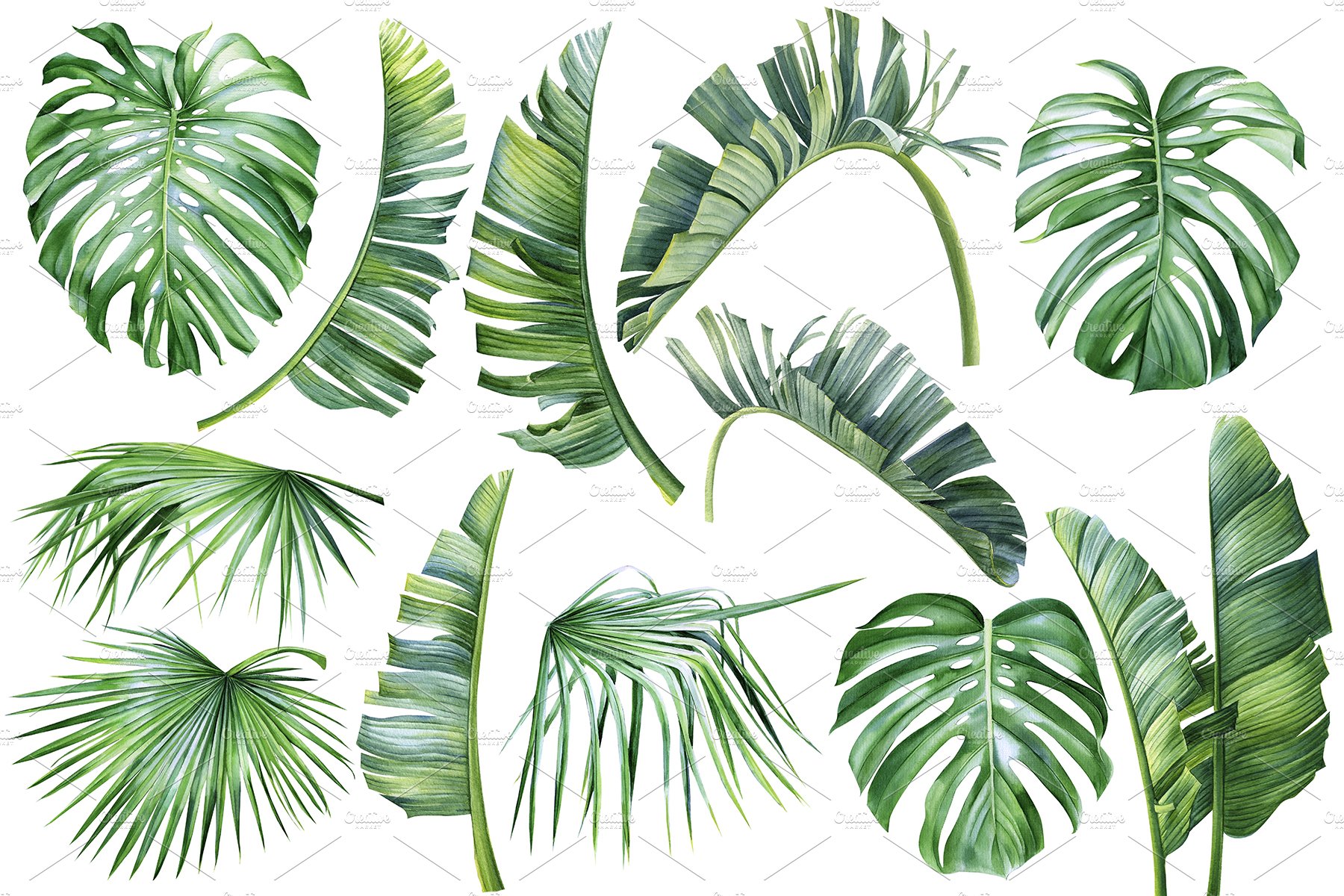 Set of tropical leaves on a white background.