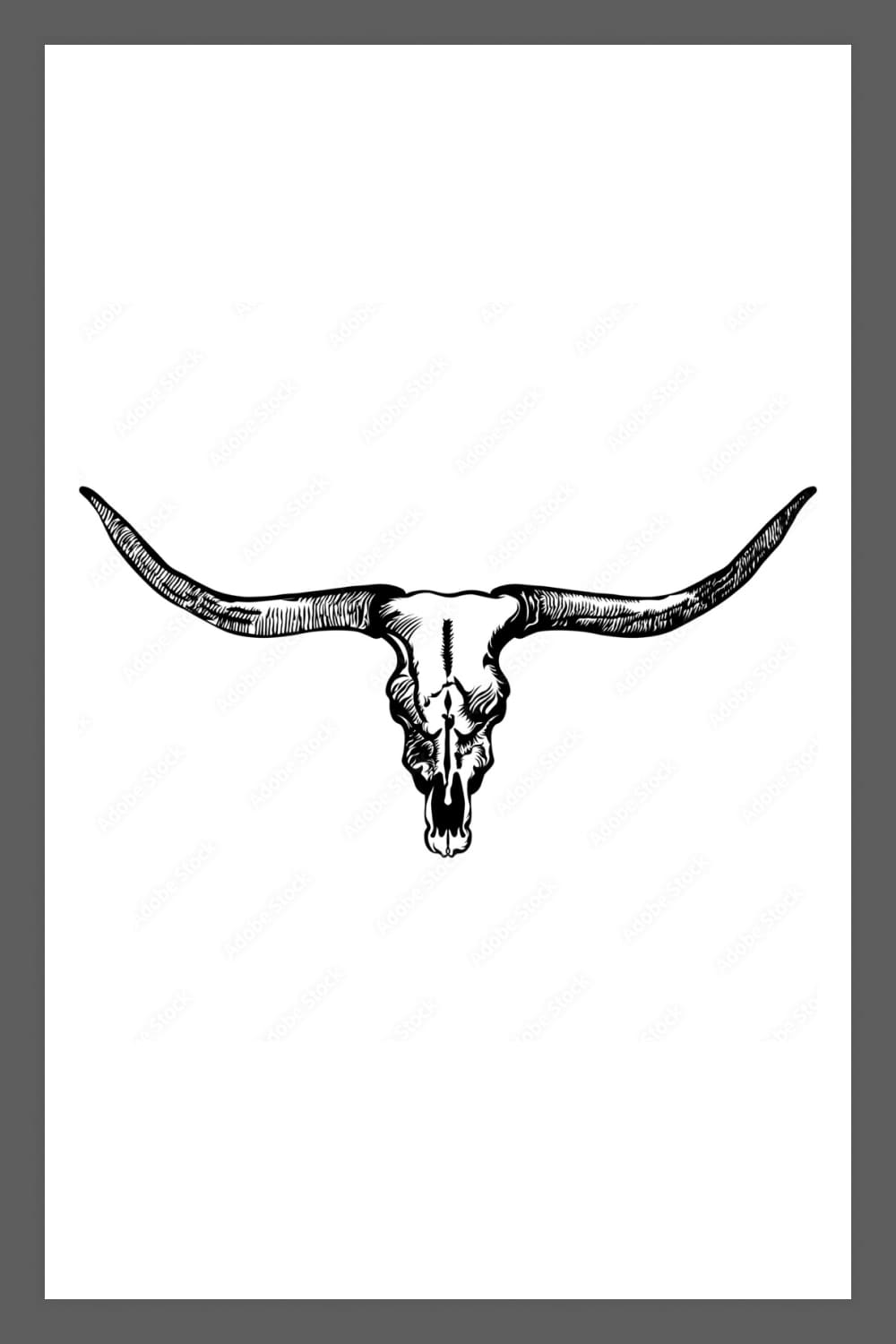 Longhorn skull with big horns.
