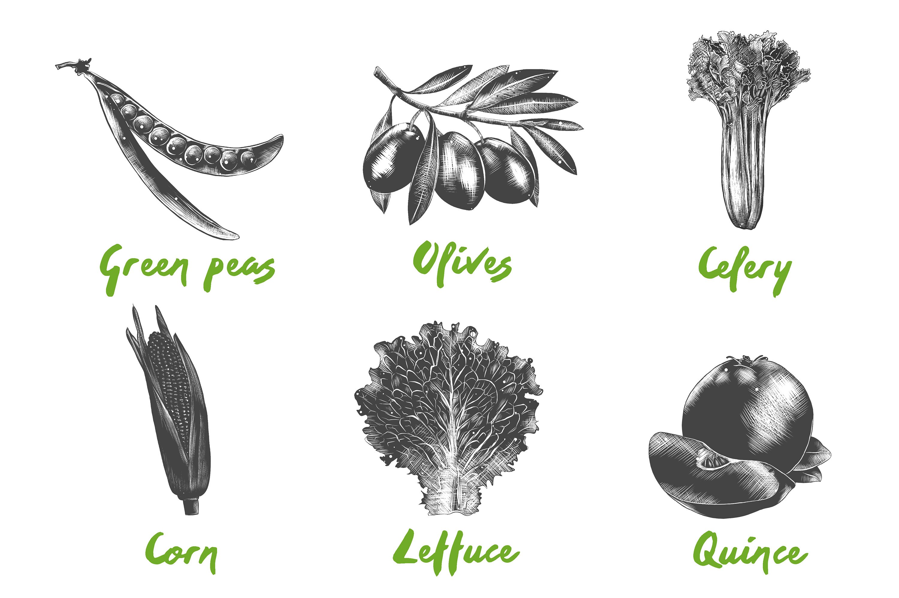 Black and white drawing of different types of vegetables.