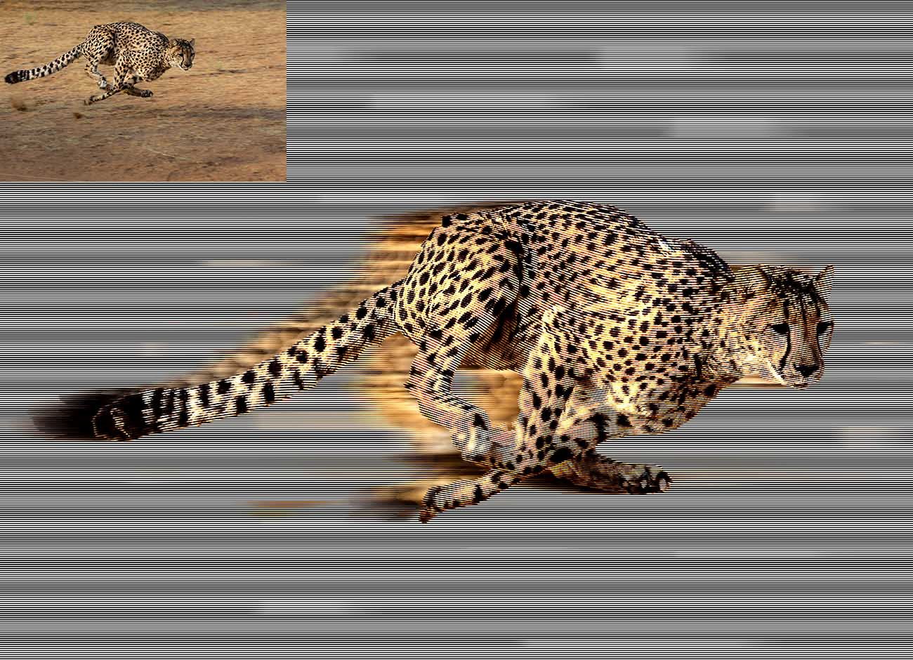 Speed Effect Photoshop Actionpreview image.
