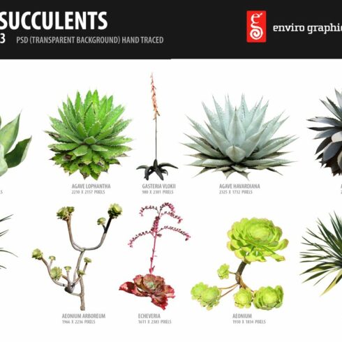 10 PSD Succulents Collection 3 cover image.