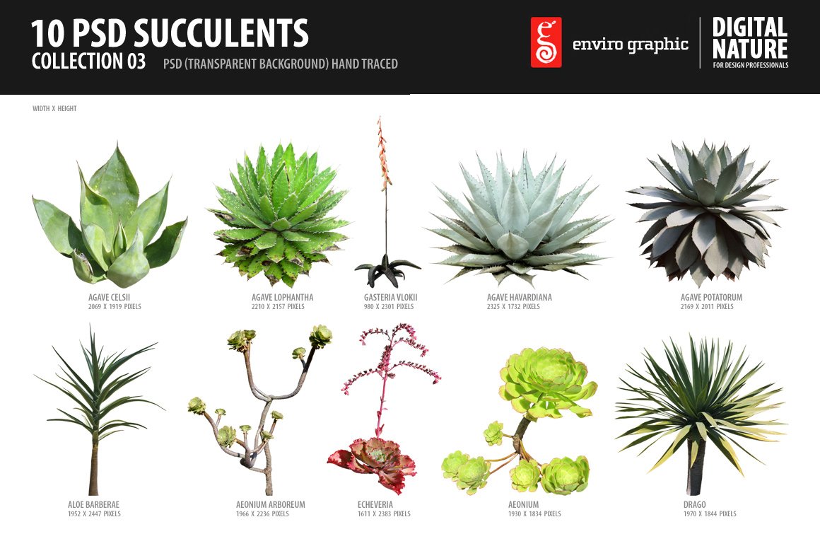 10 PSD Succulents Collection 3 cover image.