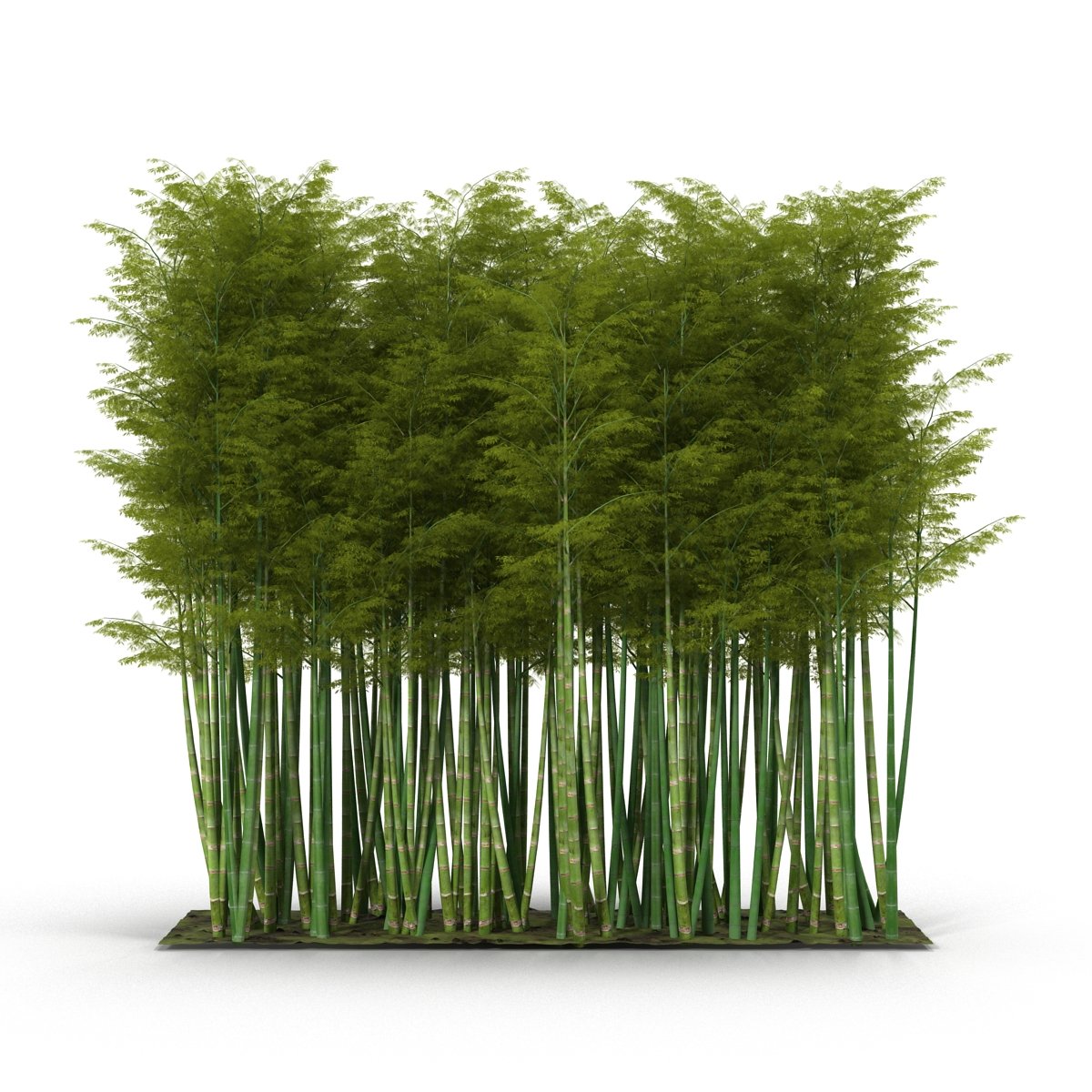 Bunch of tall green bamboo trees on a white background.
