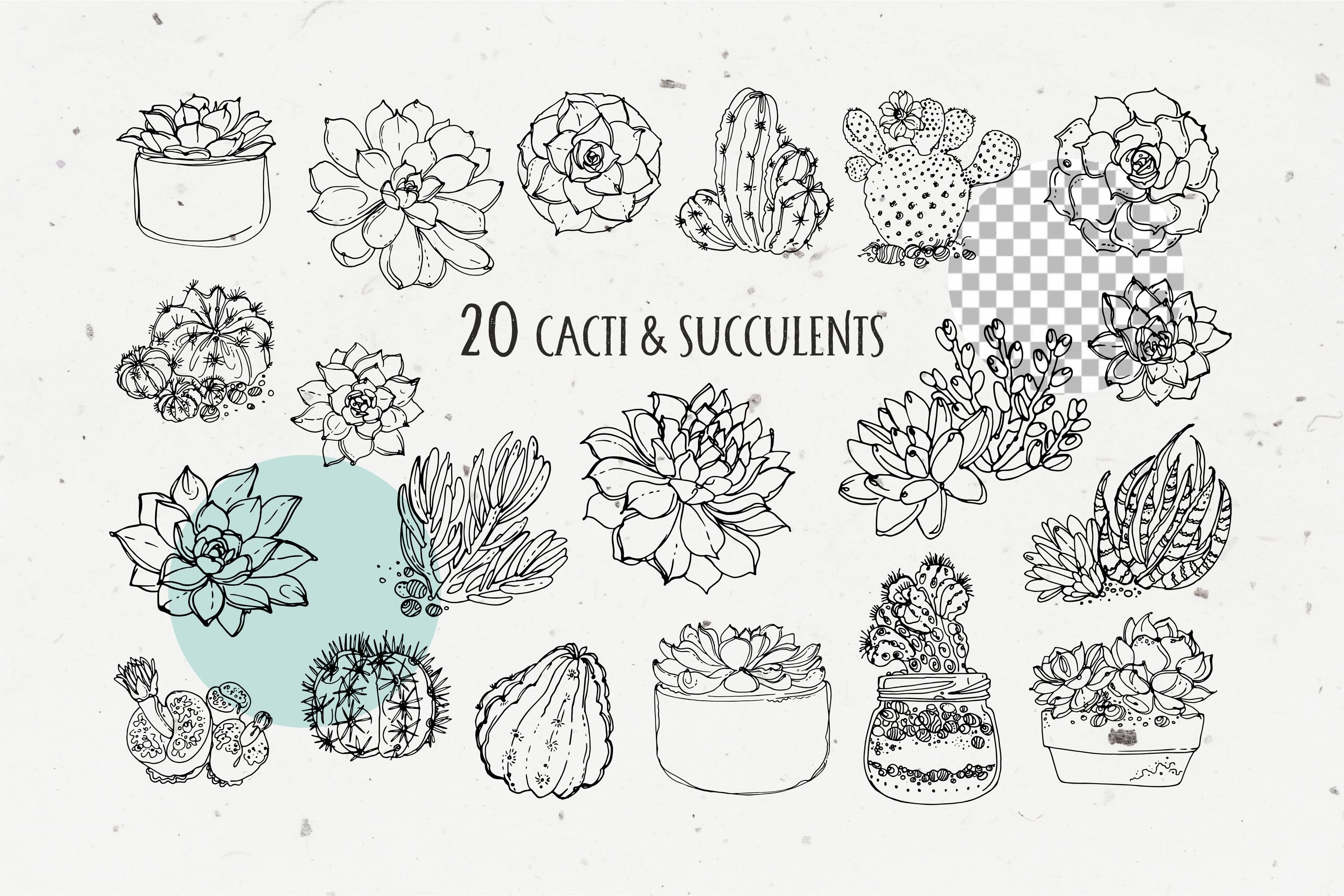 Succulents and cacti preview image.