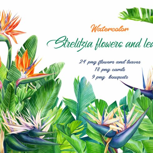 Strelitzia flowers and leaves cover image.