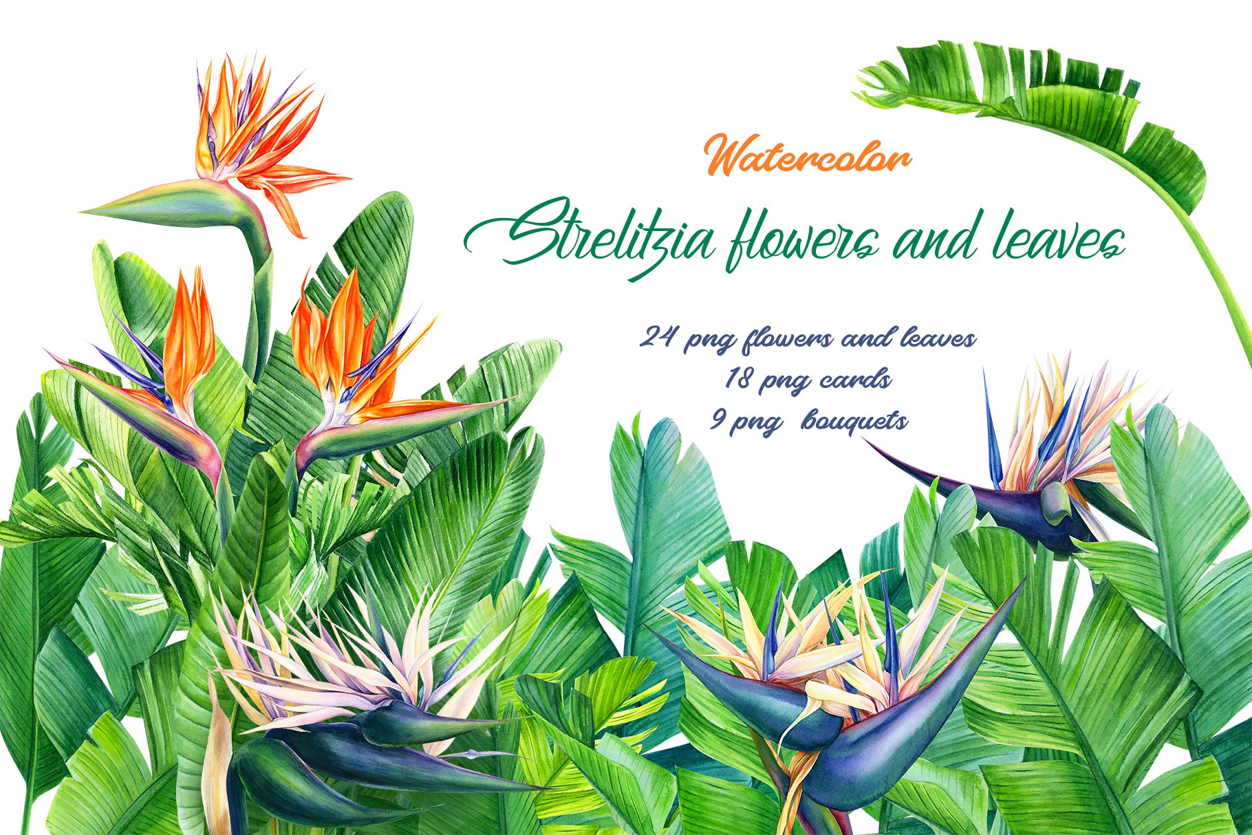 Strelitzia flowers and leaves cover image.