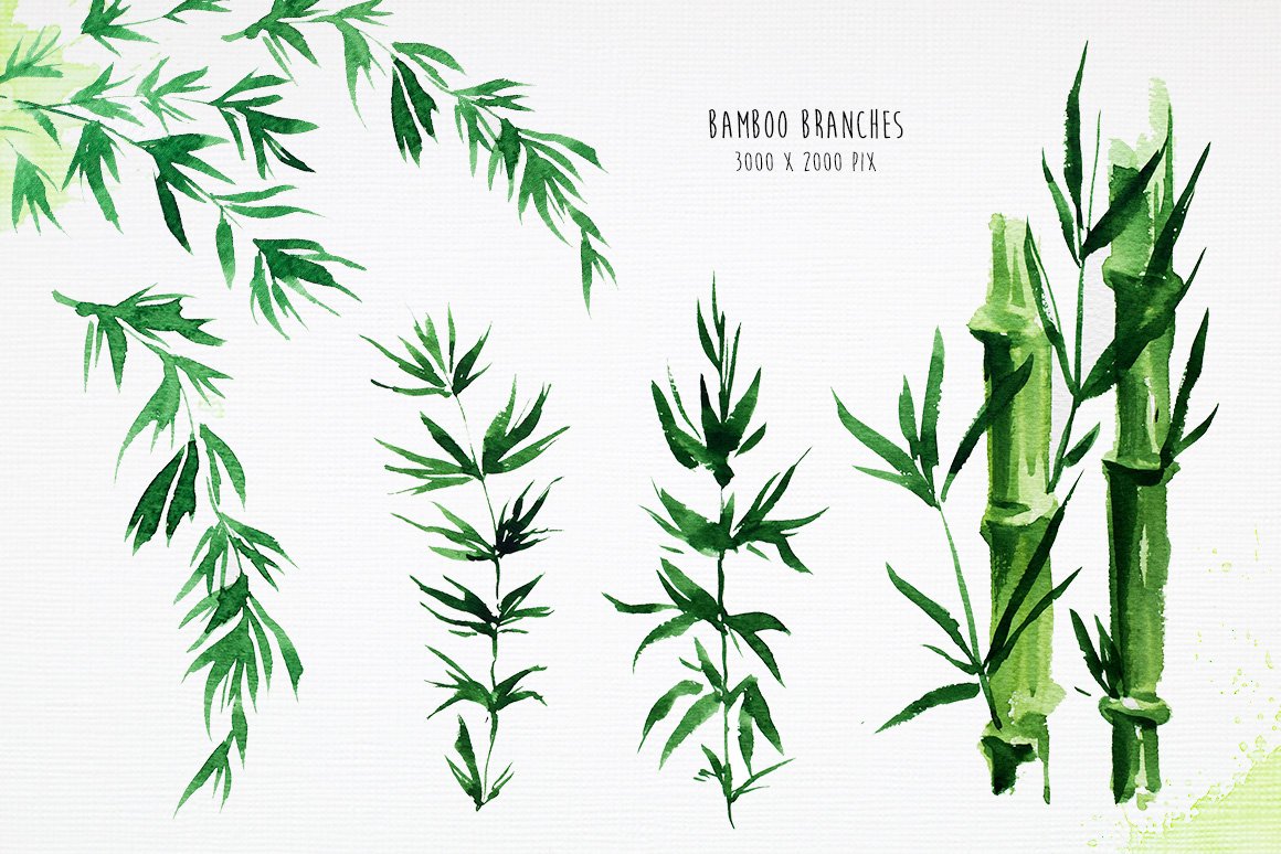 Watercolor painting of bamboo leaves on a white background.