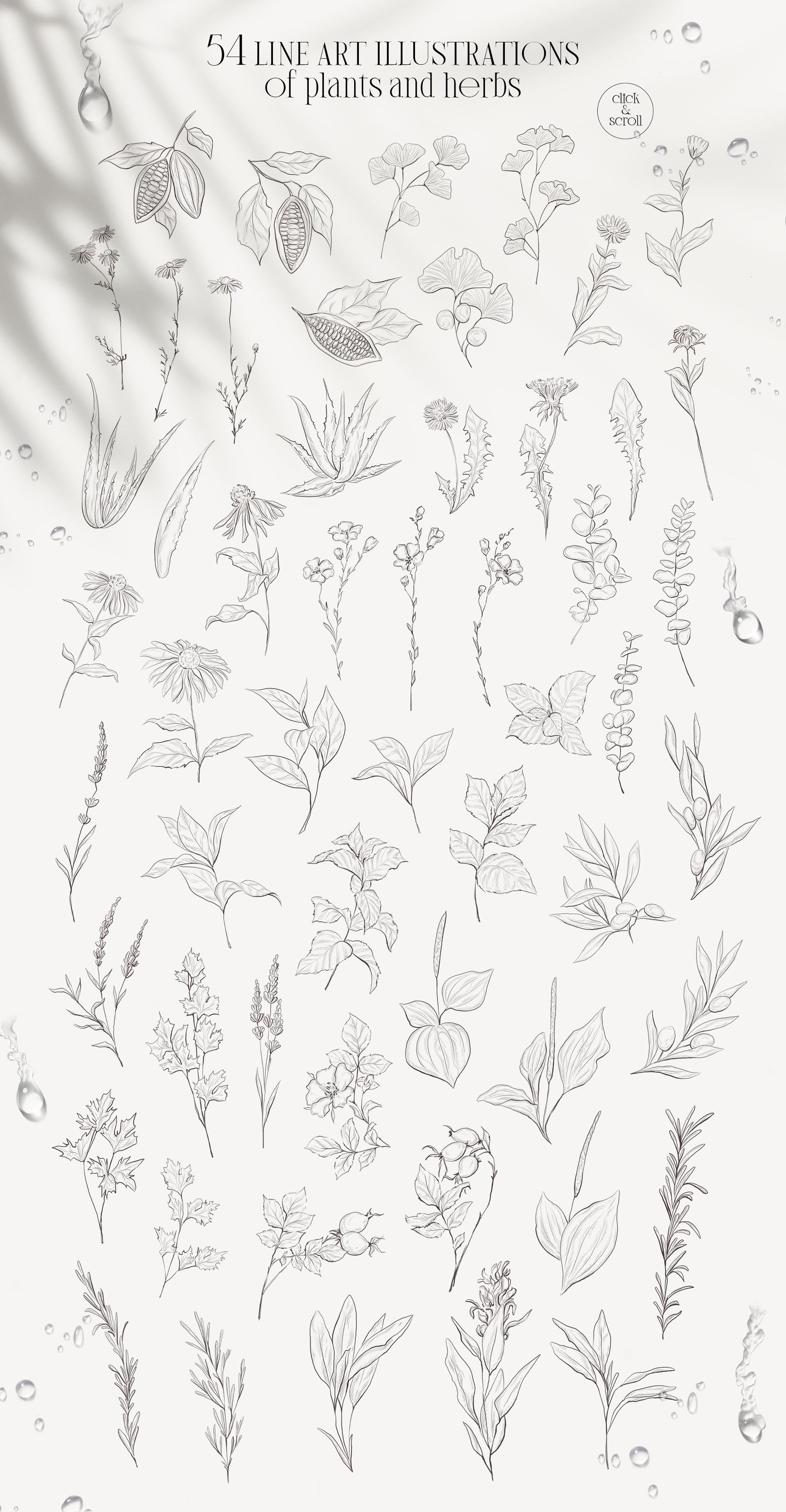 PLANTS & HERBS illustrations set preview image.