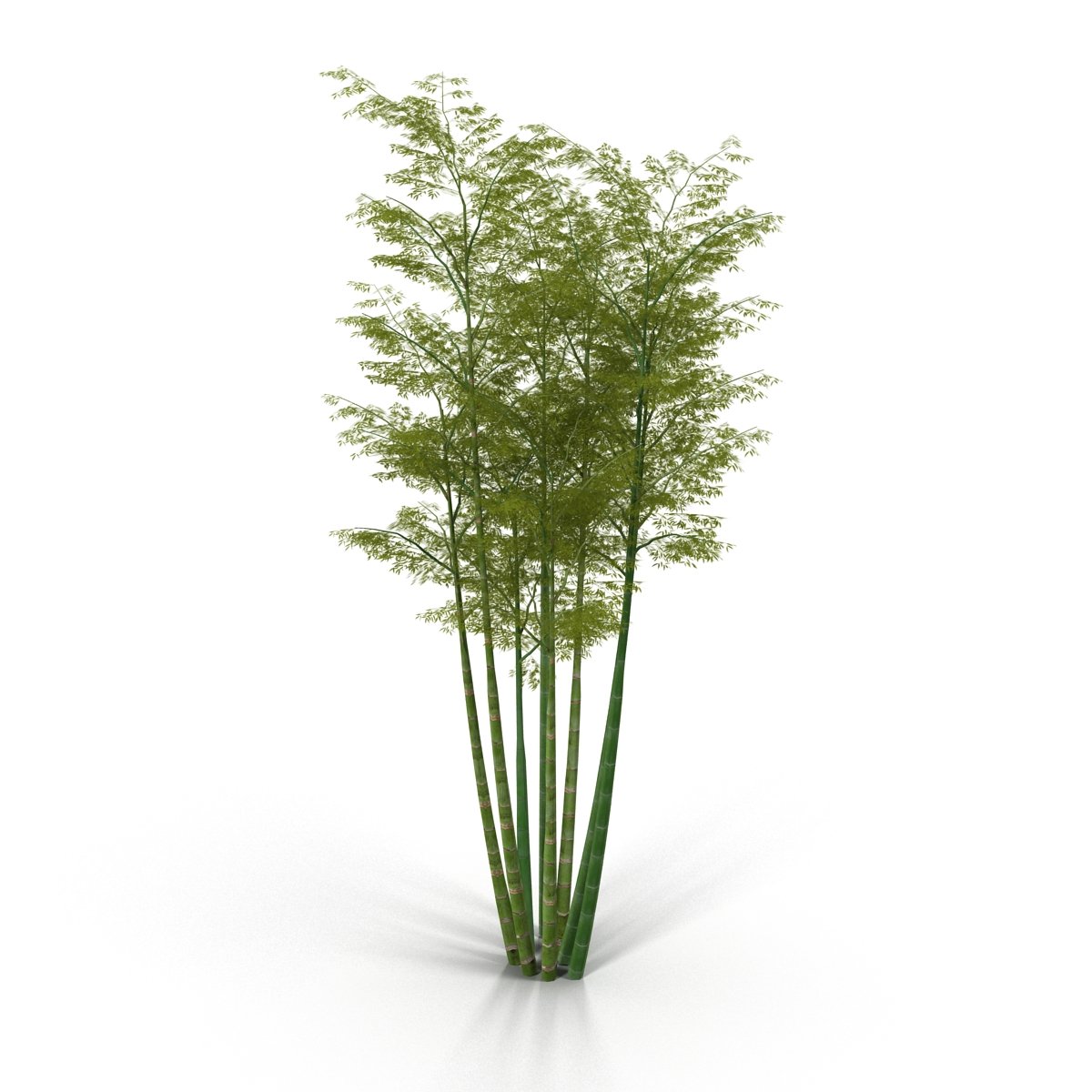 Bunch of green bamboo trees on a white background.