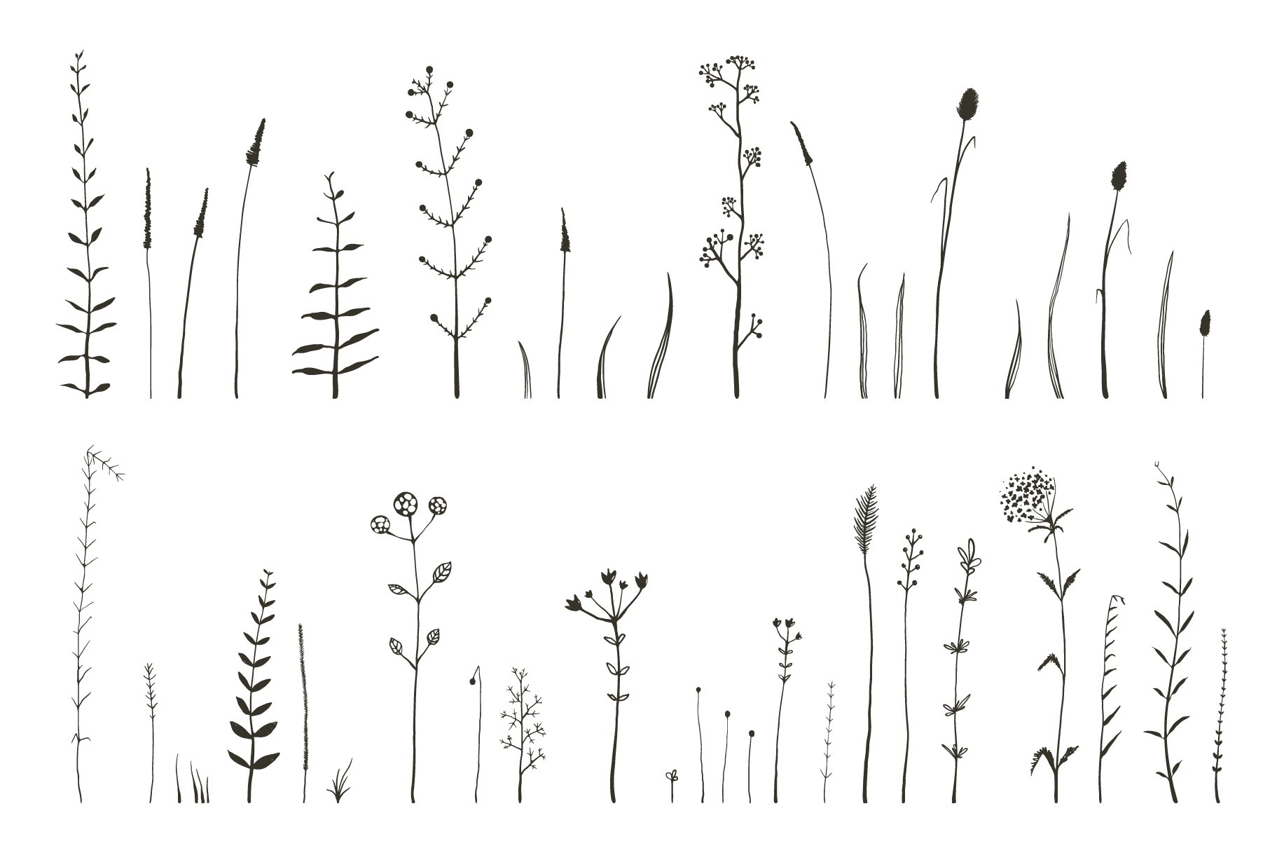 Wild Grass & Herbs vector Brushespreview image.