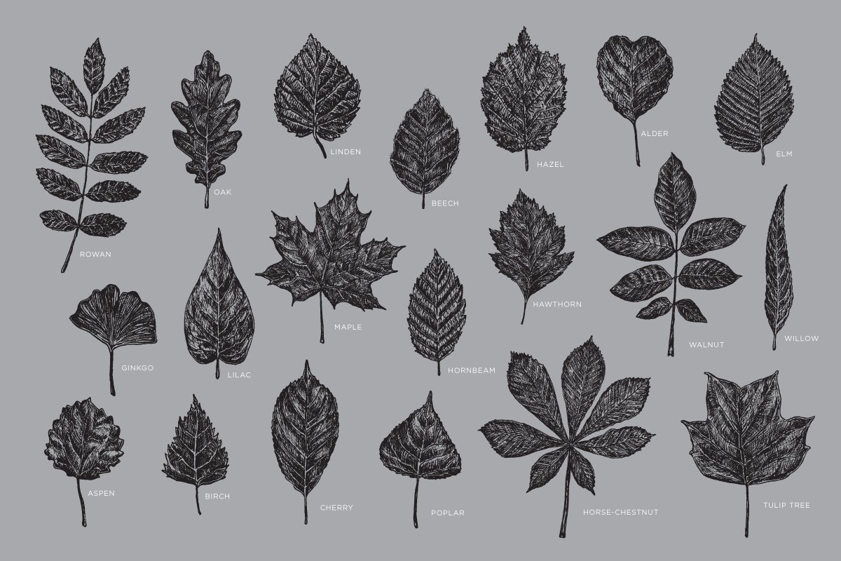 20 Leaves Illustrations preview image.
