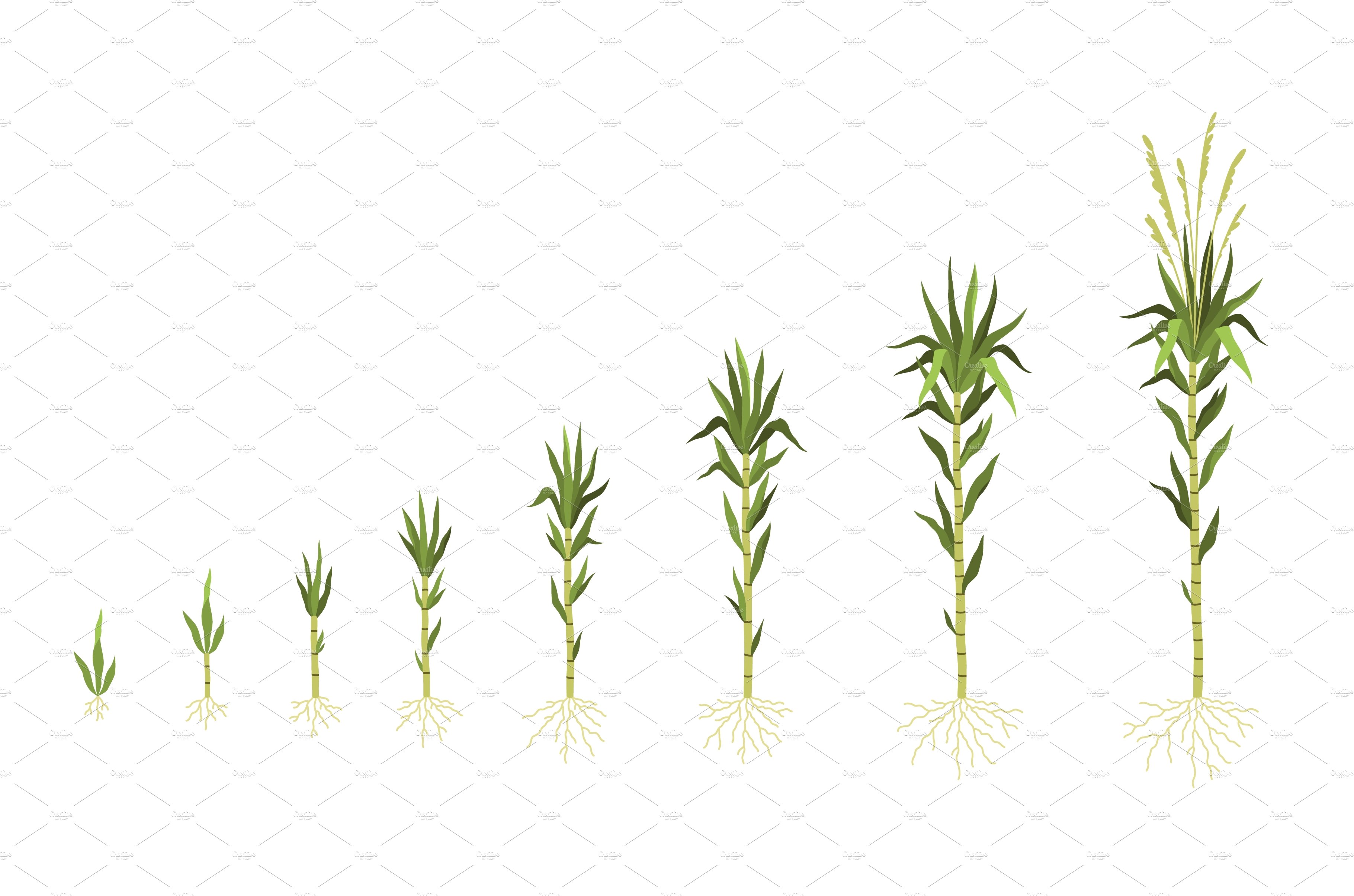 Row of green plants with roots on a white background.