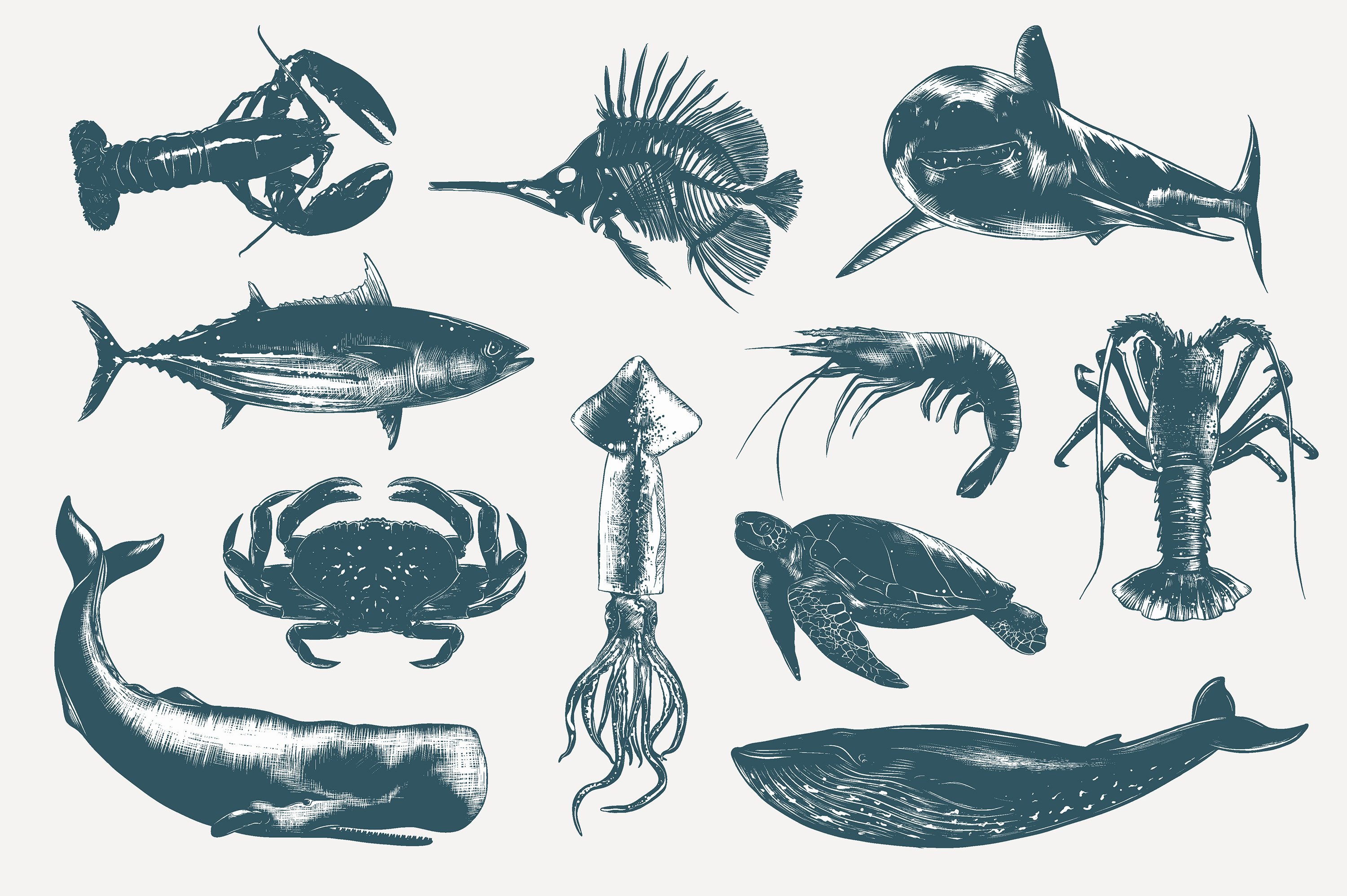 Bunch of sea animals that are drawn in ink.