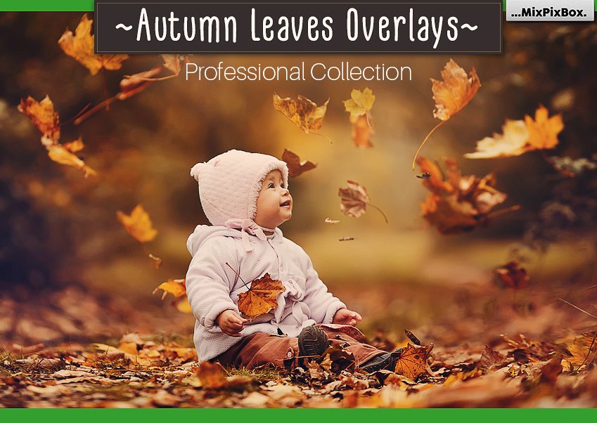 Autumn Leaves Overlayscover image.