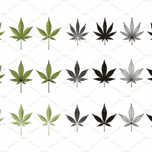 Set of marijuana leaves on a white background.