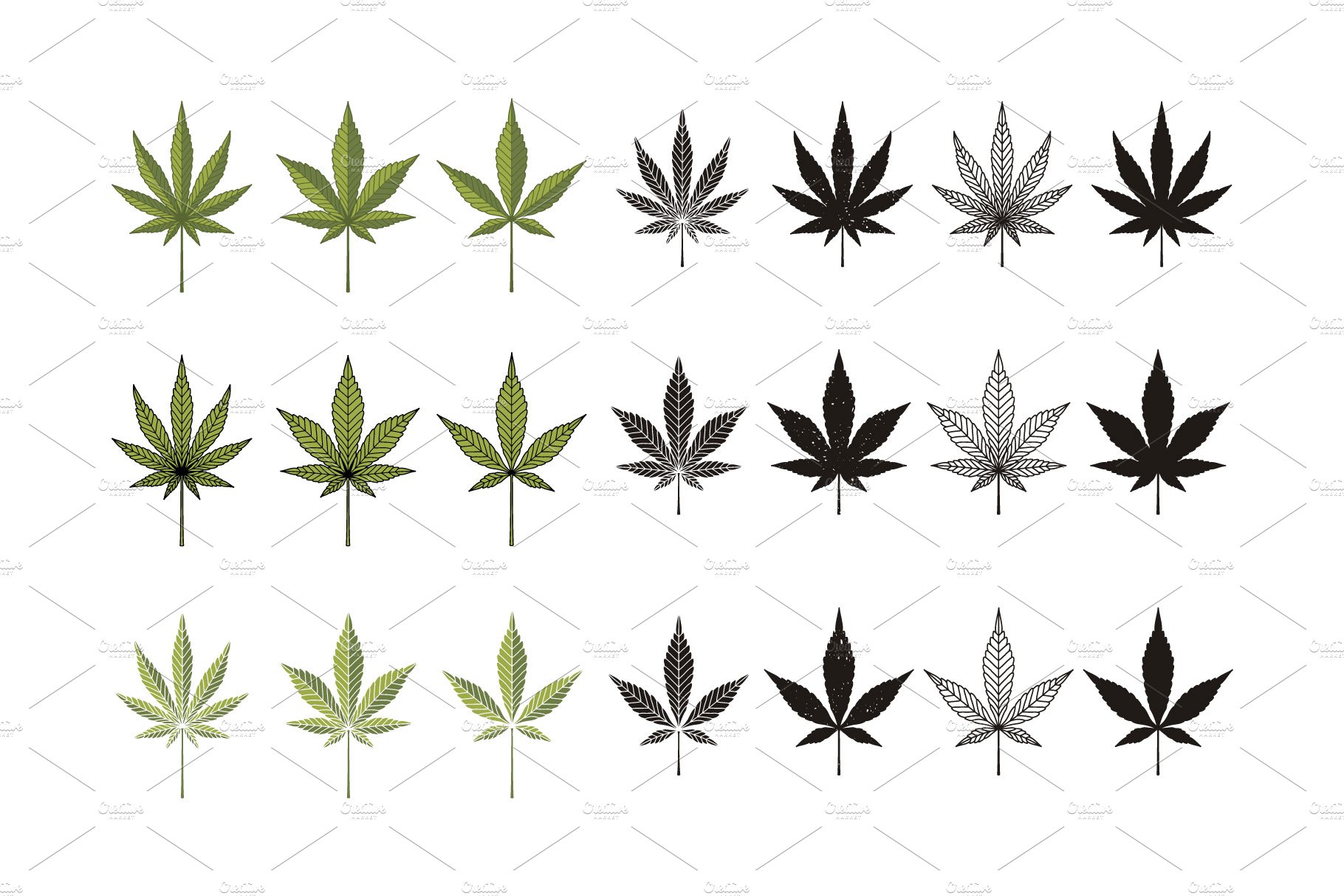Set of marijuana leaves on a white background.