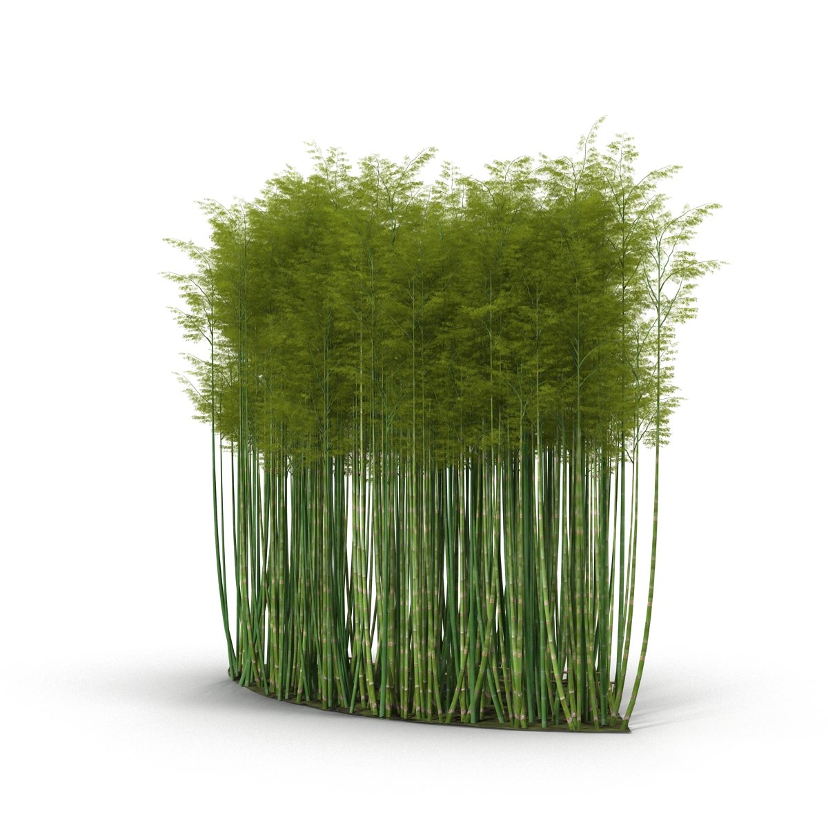 Bunch of tall green grass on a white background.