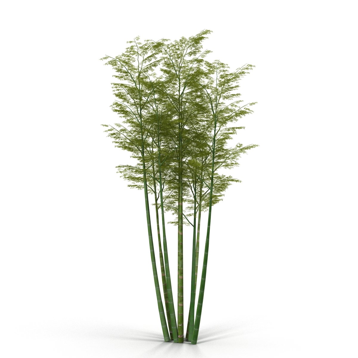 Tall bamboo tree with green leaves on a white background.