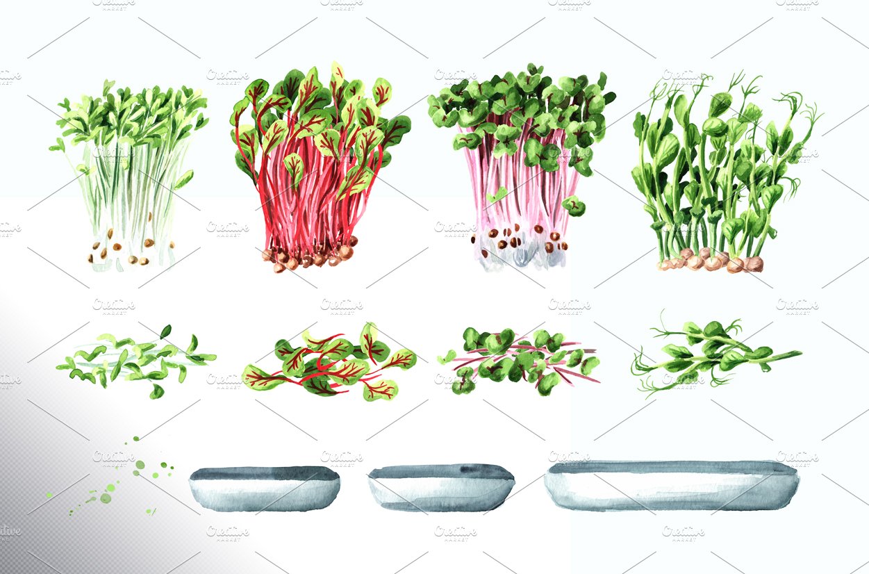 Bunch of different types of vegetables.