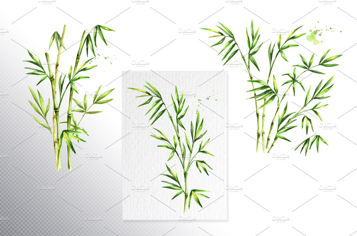 Bunch of green bamboo leaves on a white background.