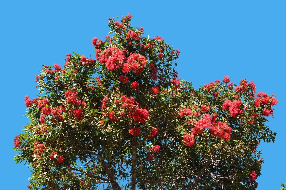 Tree filled with lots of red flowers on top of a blue sky.