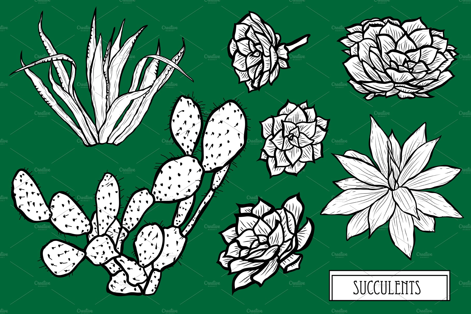 Collection of succulents on a green background.