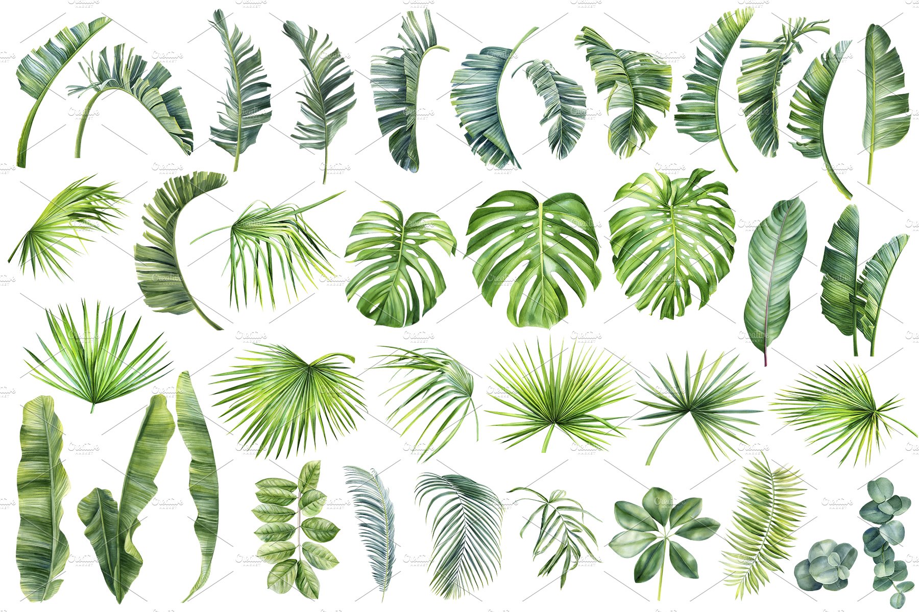 Watercolor Bundle tropical leaves – MasterBundles