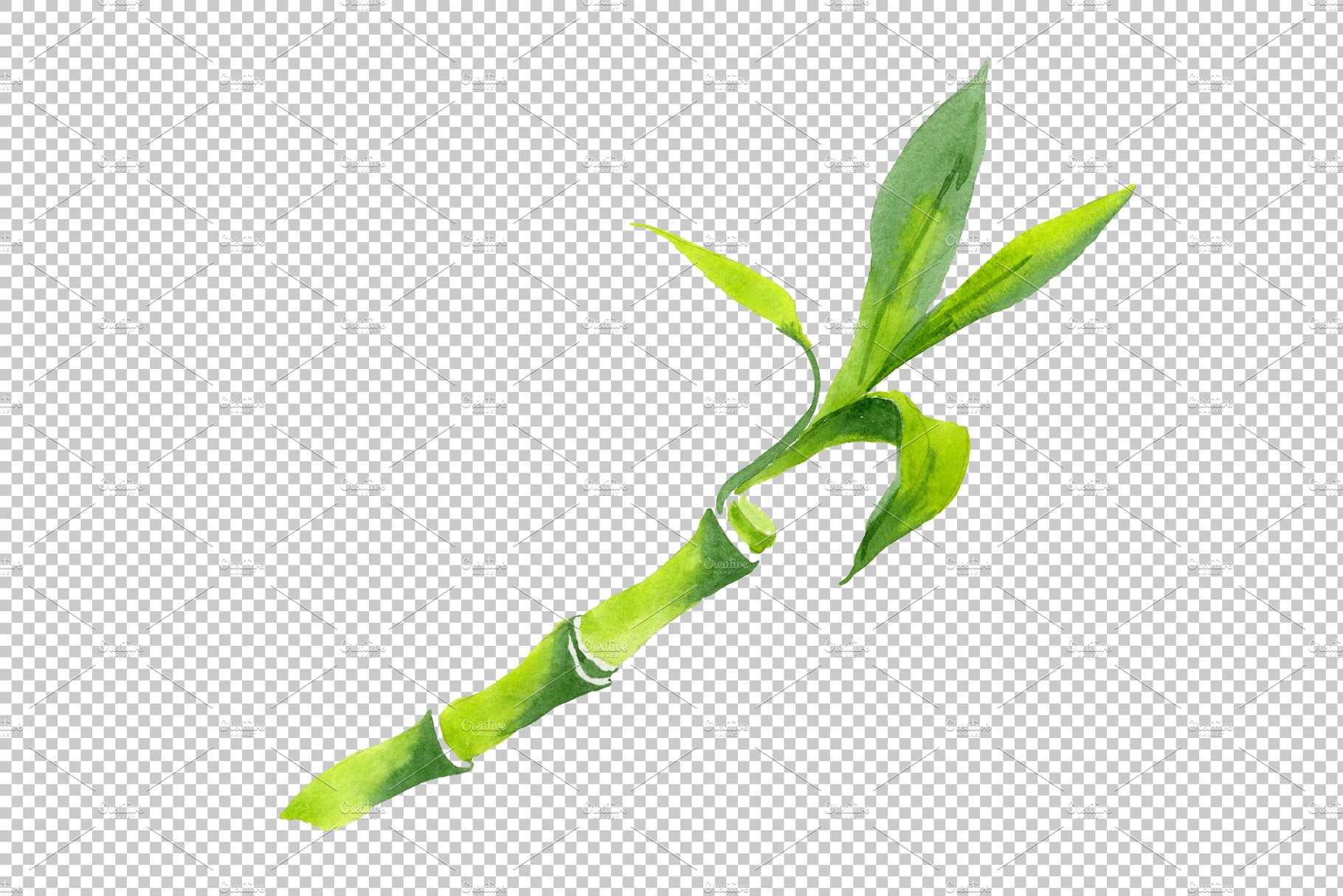 Bamboo plant with green leaves on a white background.