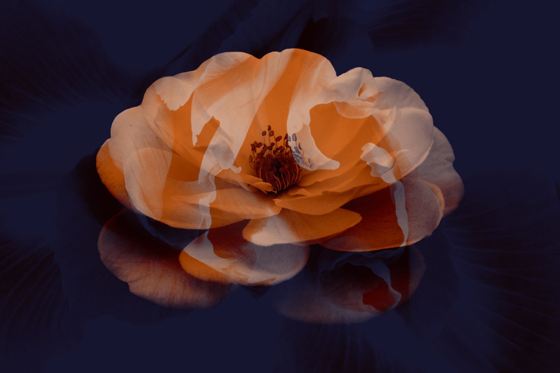 Elegant Flower Photoshop Brushespreview image.