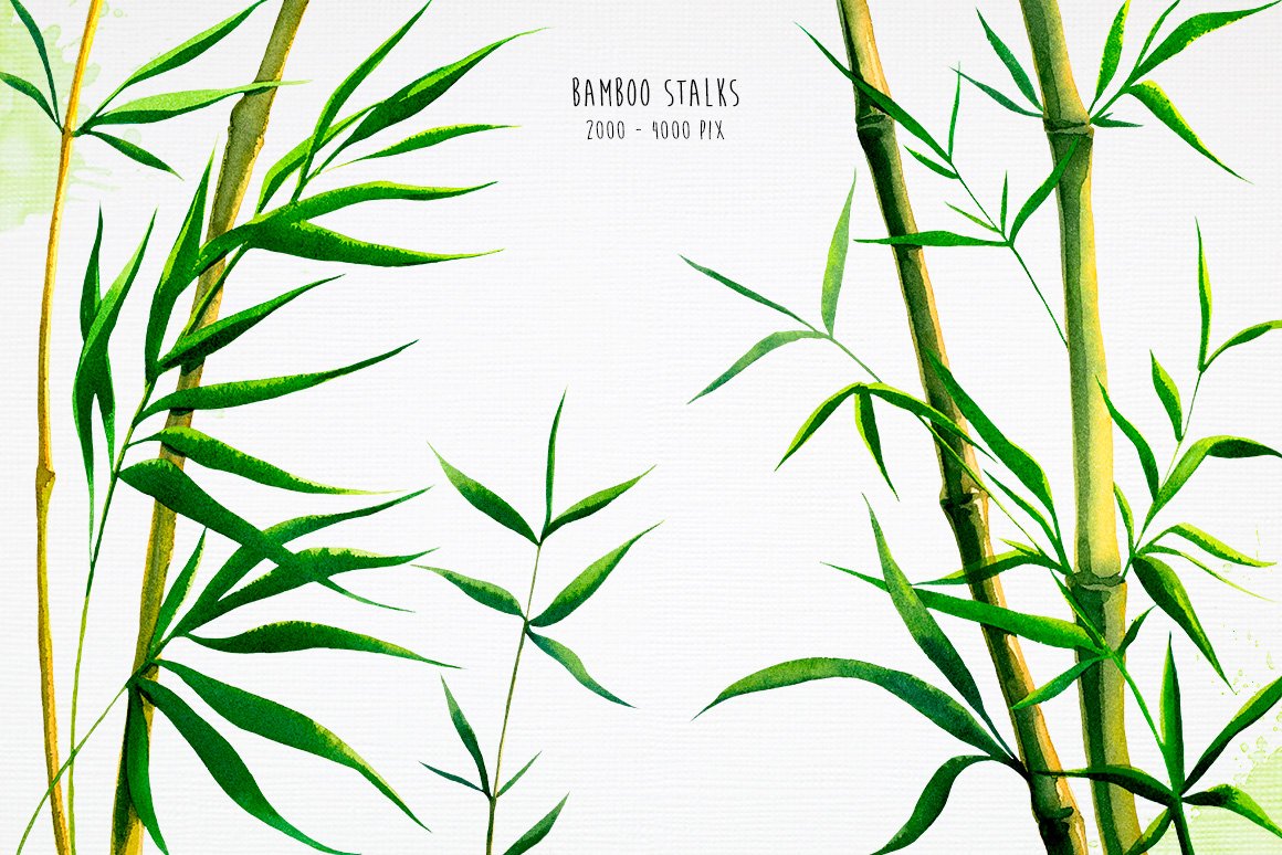 Bamboo. Watercolor illustrations. preview image.