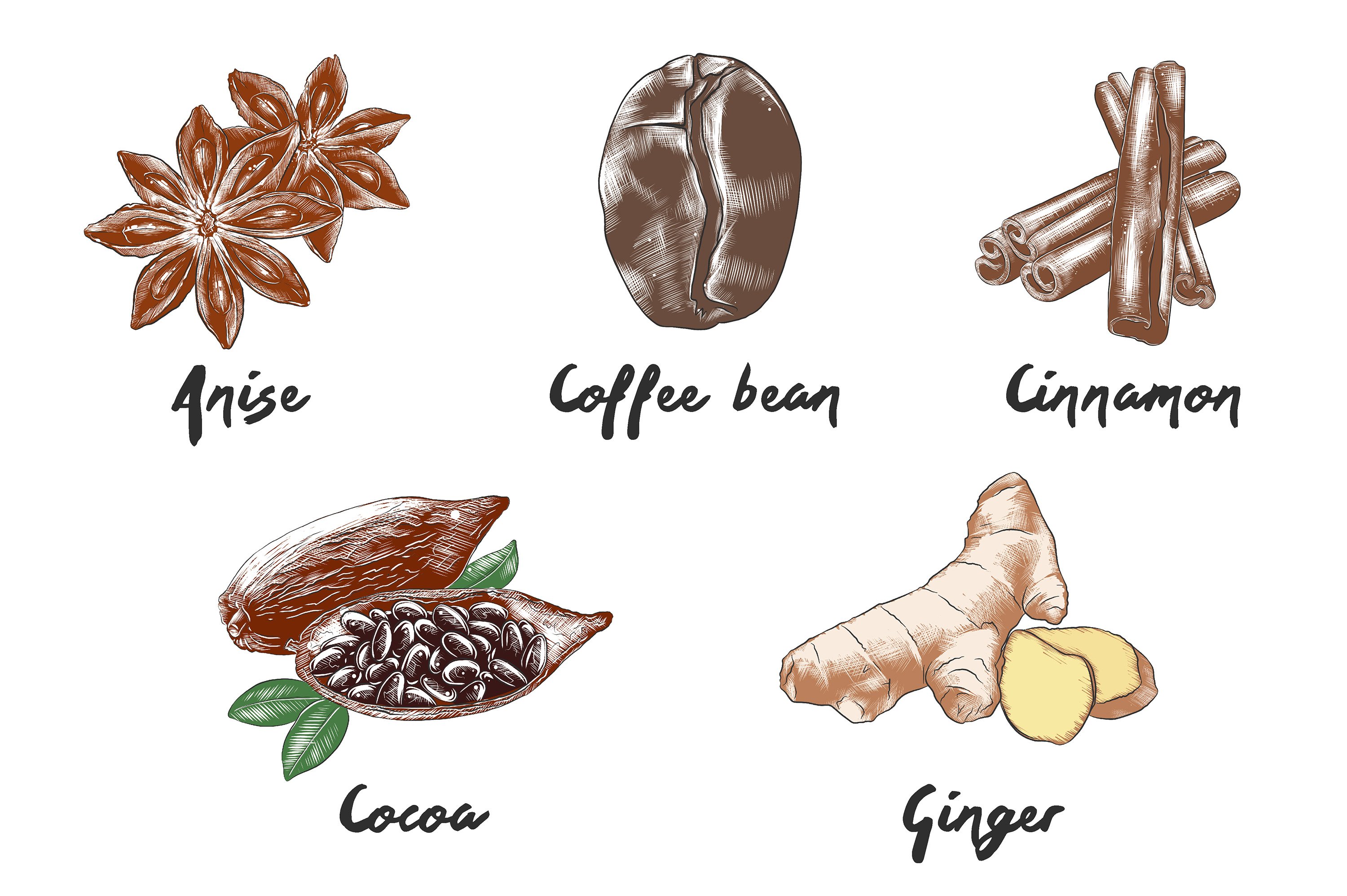 A drawing of different types of coffee beans.