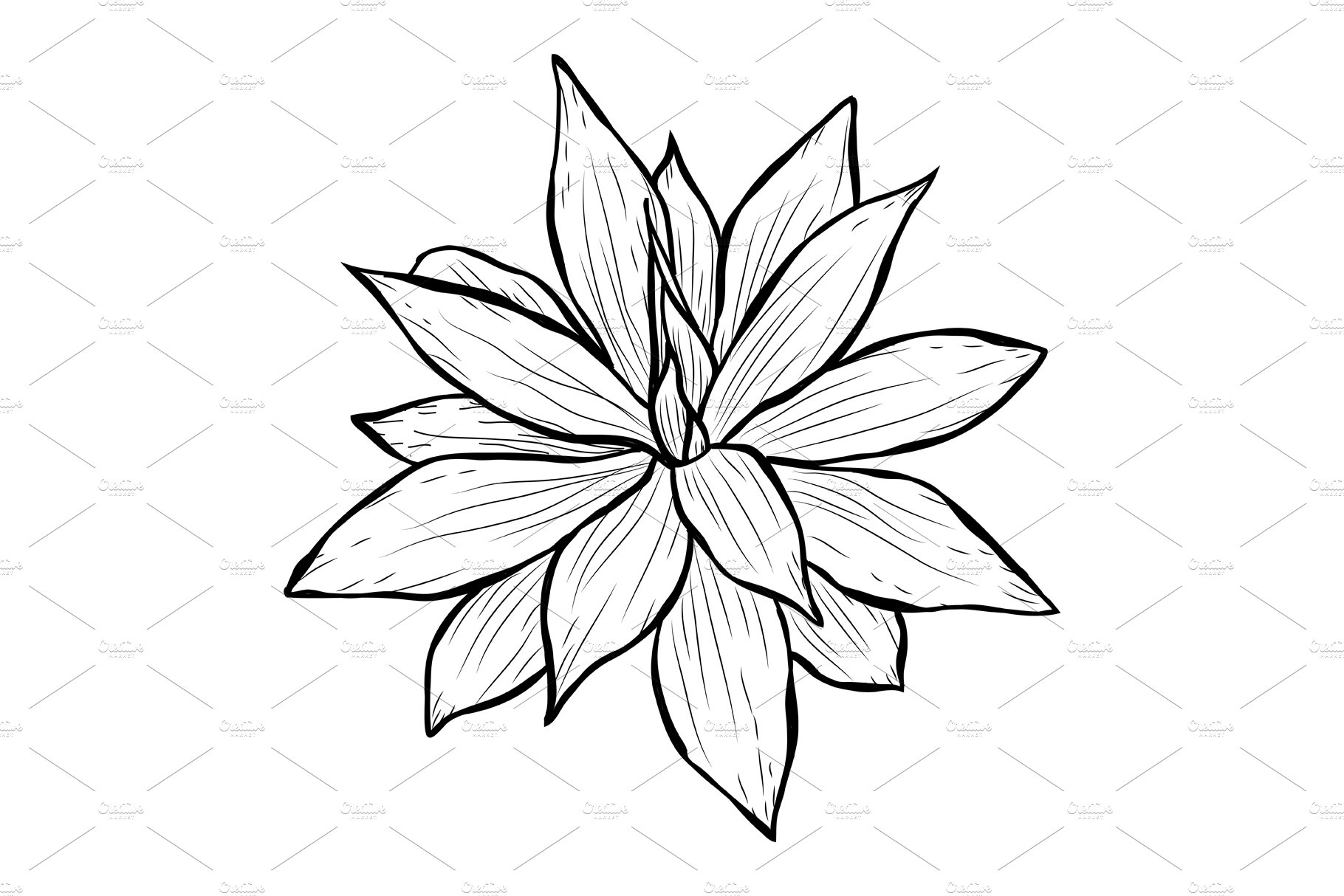 Black and white drawing of a flower.