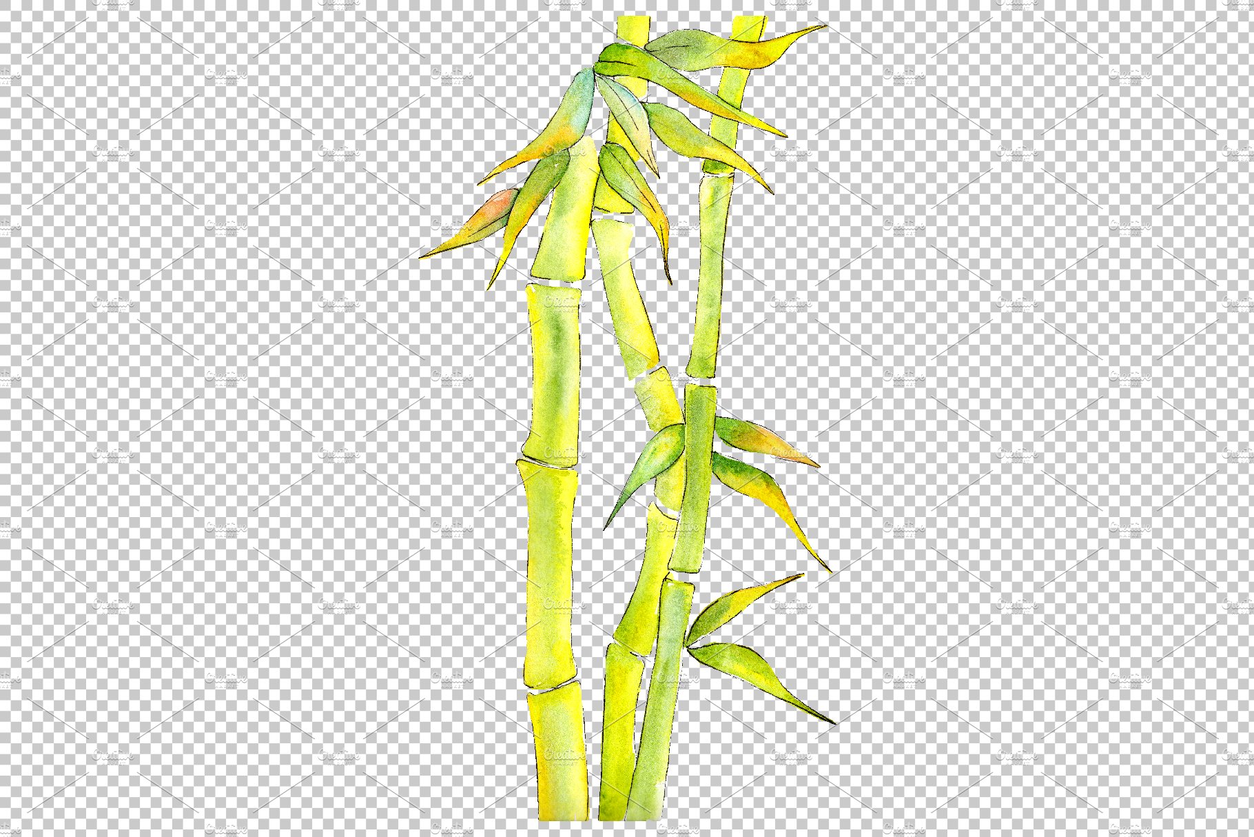 Watercolor painting of a bamboo plant.