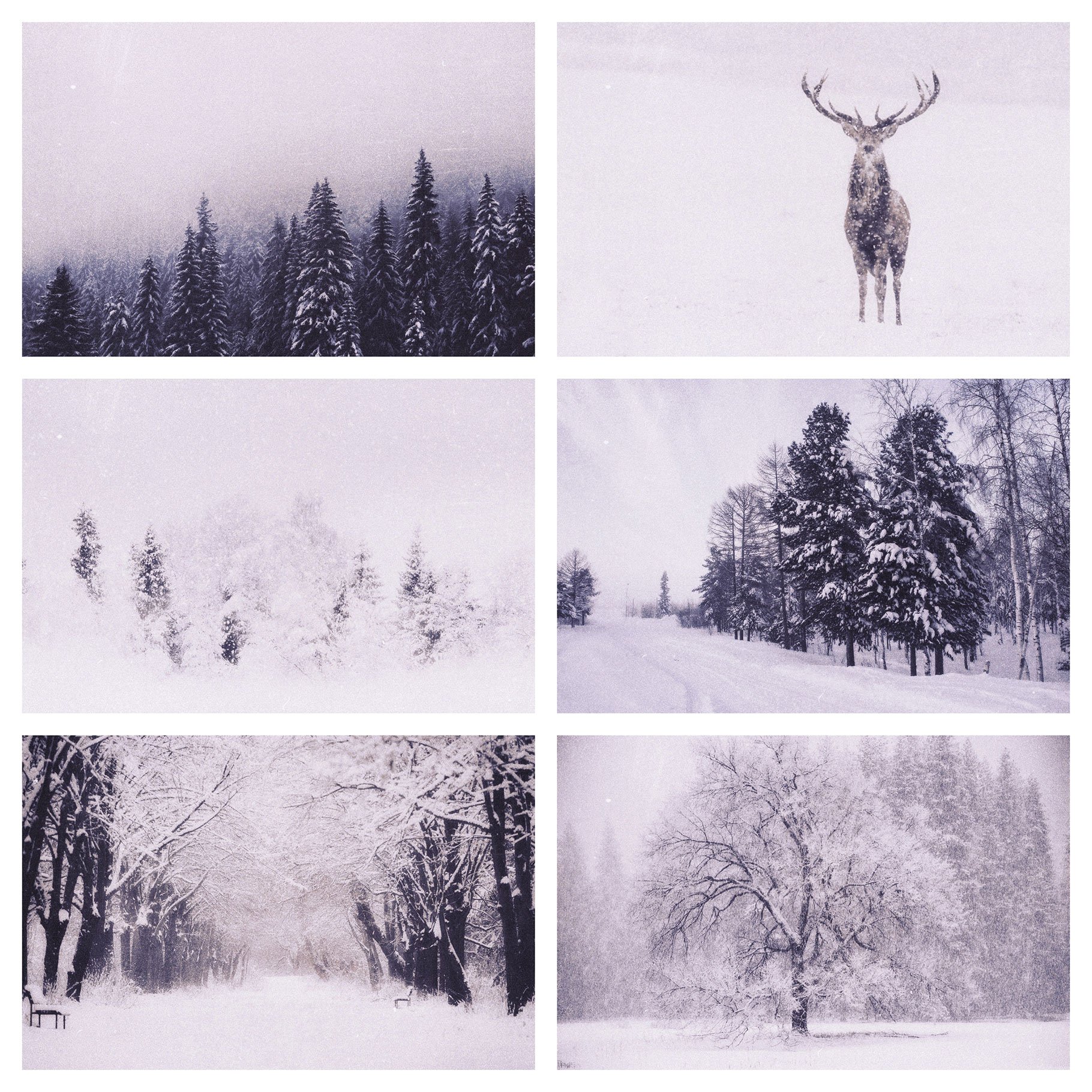 Series of four photographs of a deer in the snow.