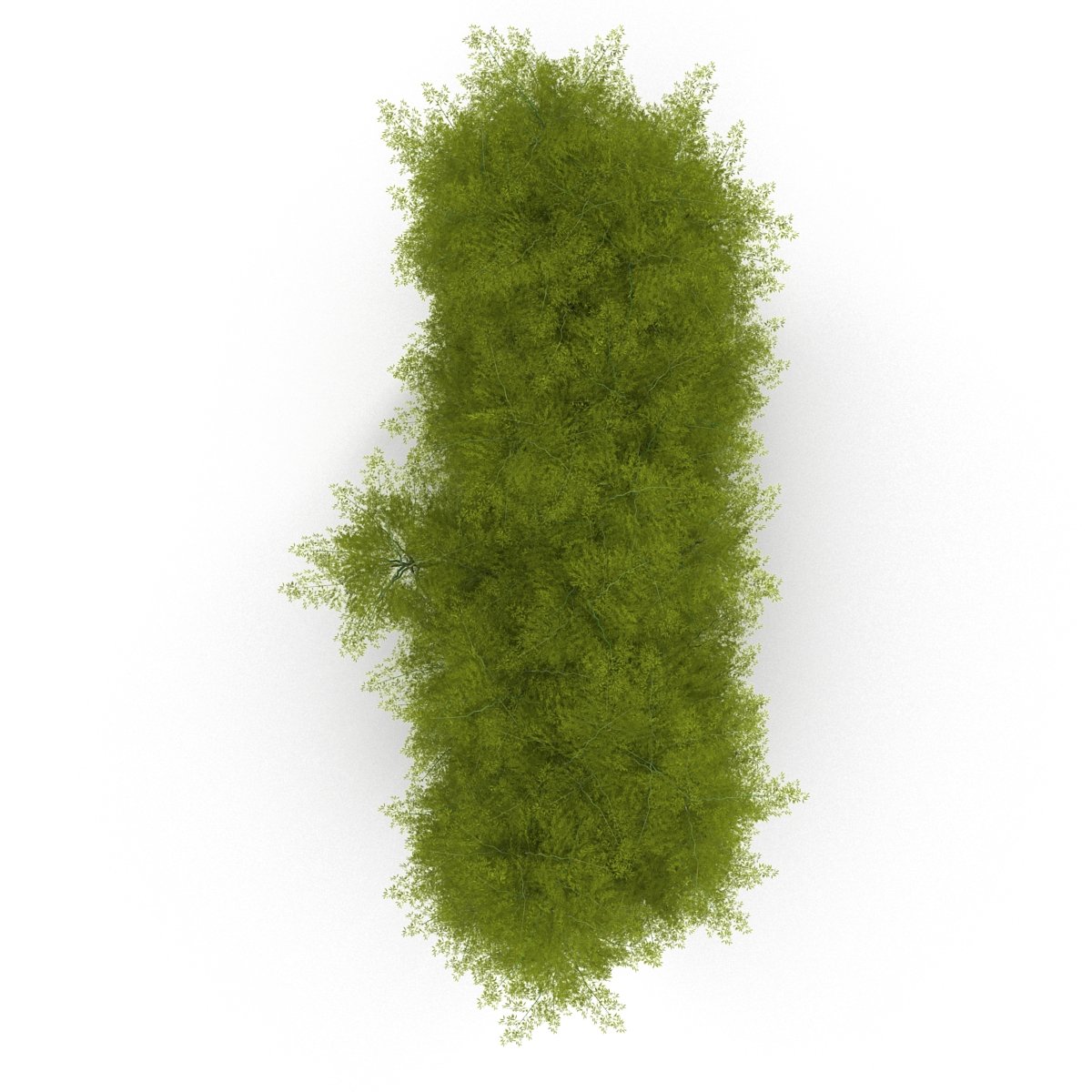 Green tree is shown from above on a white background.