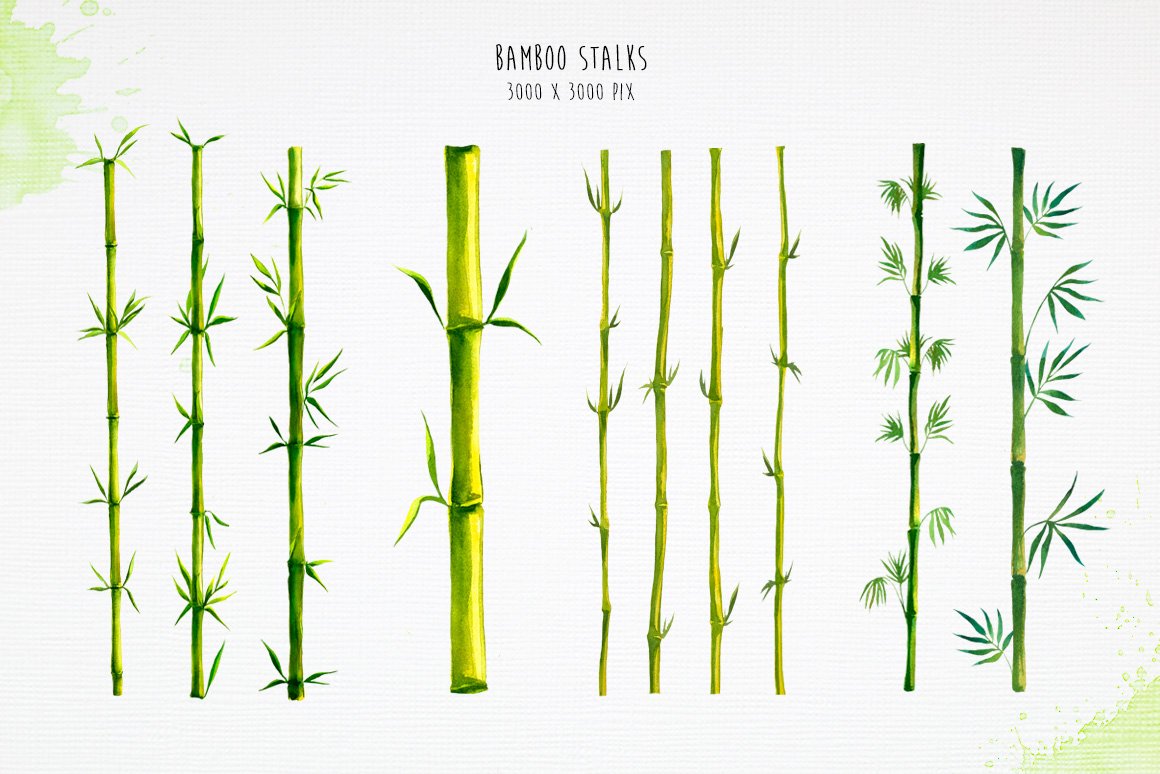 Bunch of green bamboo stalks on a white background.