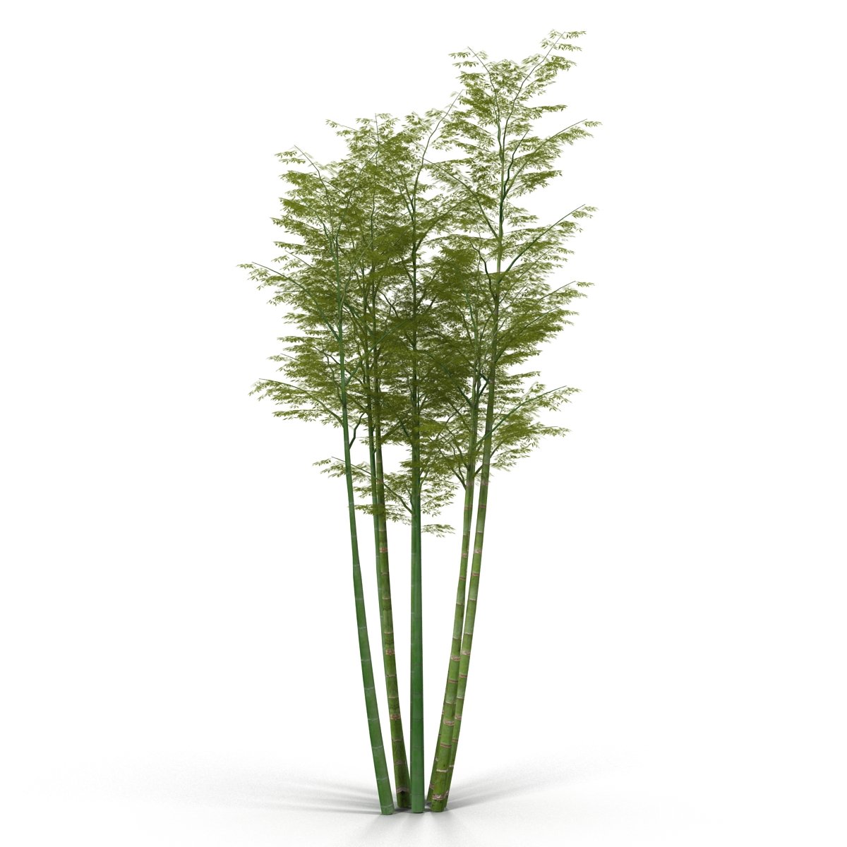 Tall bamboo tree is shown on a white background.