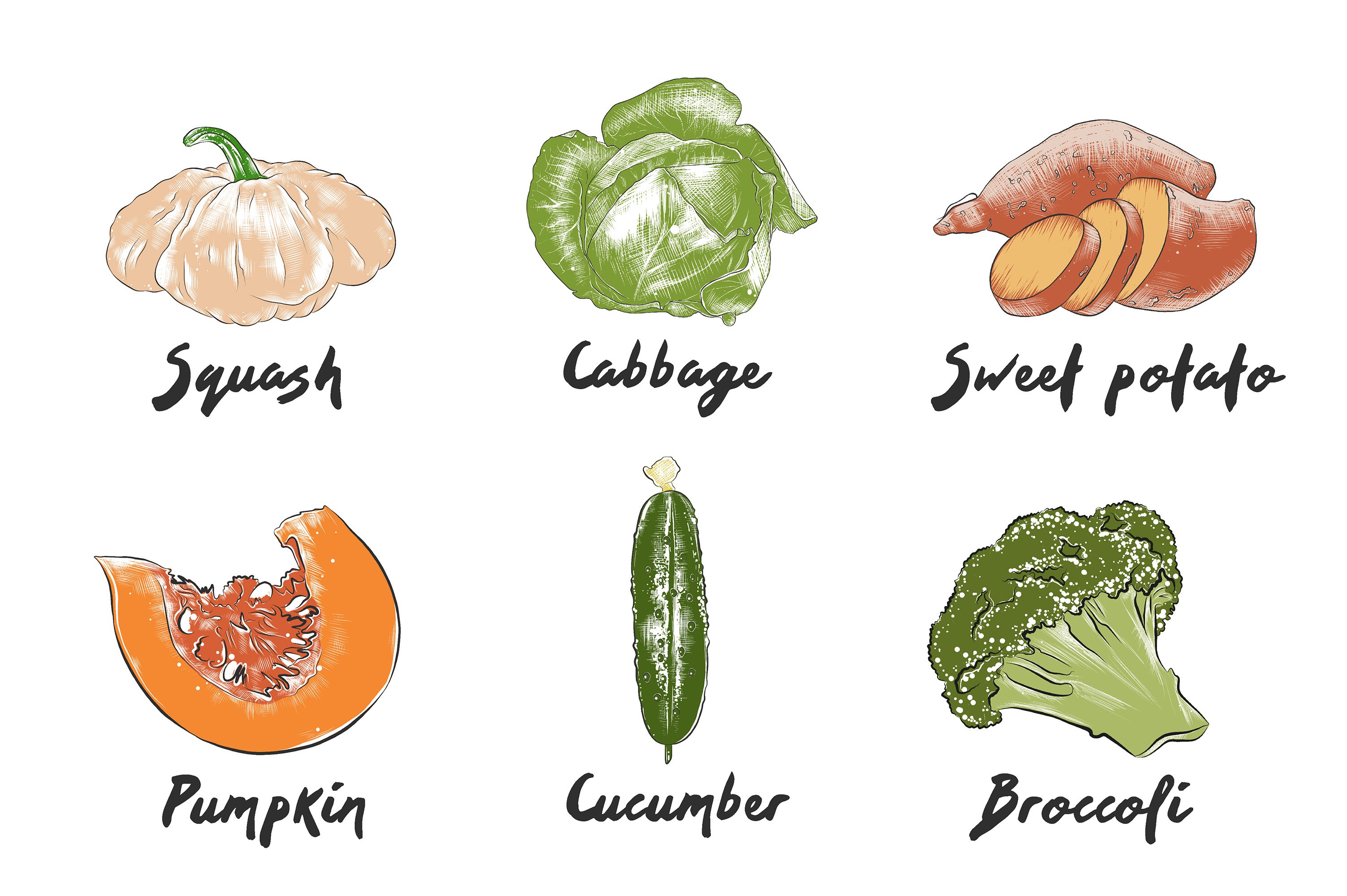 A bunch of different types of vegetables on a white background.