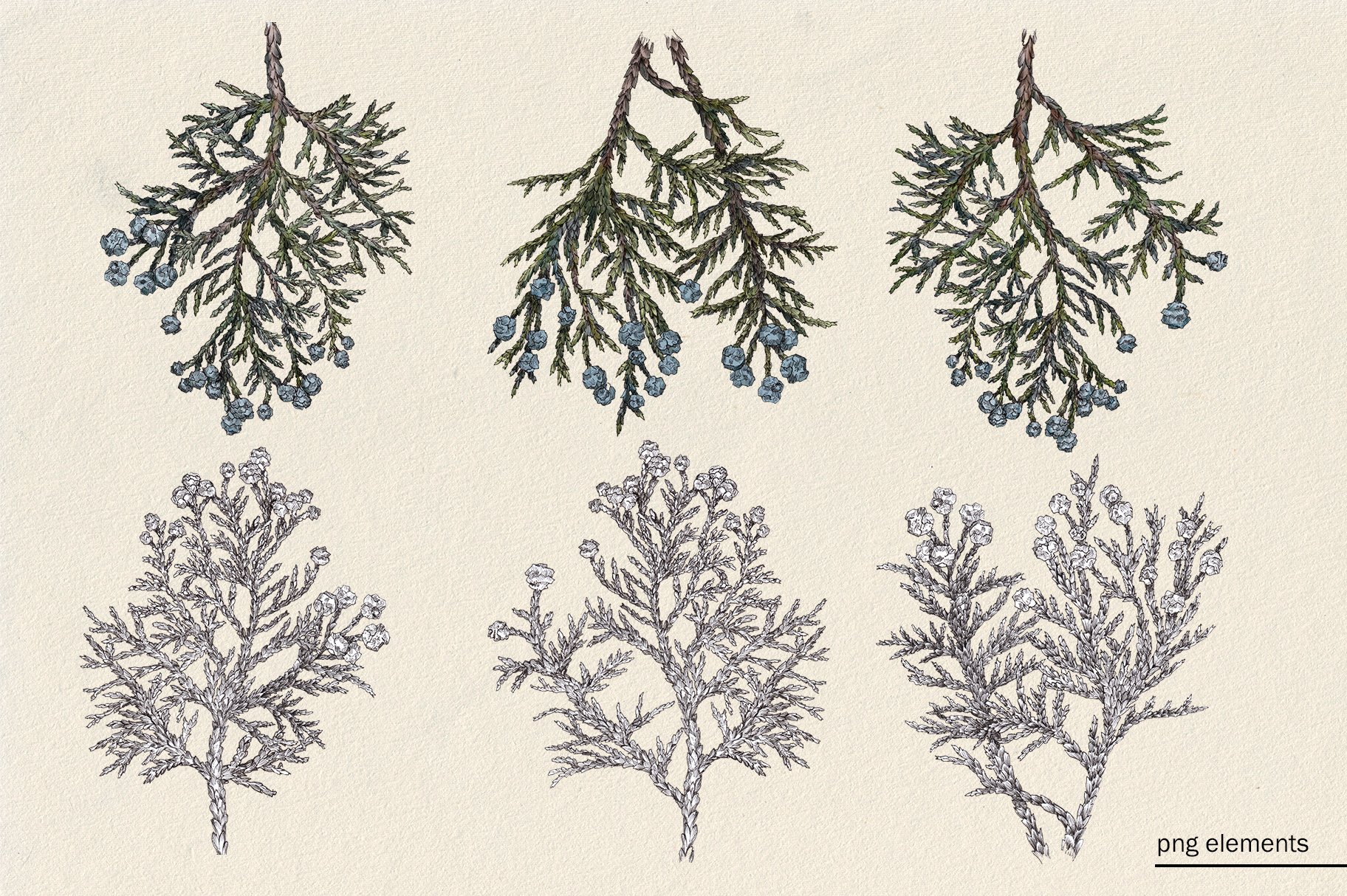 Drawing of a bunch of branches with berries on them.