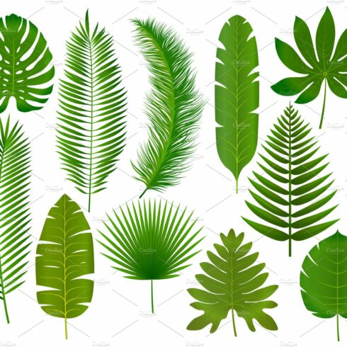 Collection of green leaves on a white background.