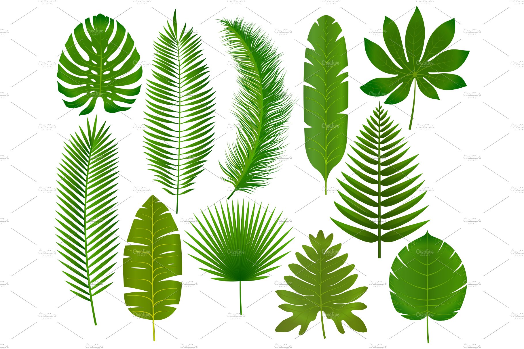 Collection of green leaves on a white background.