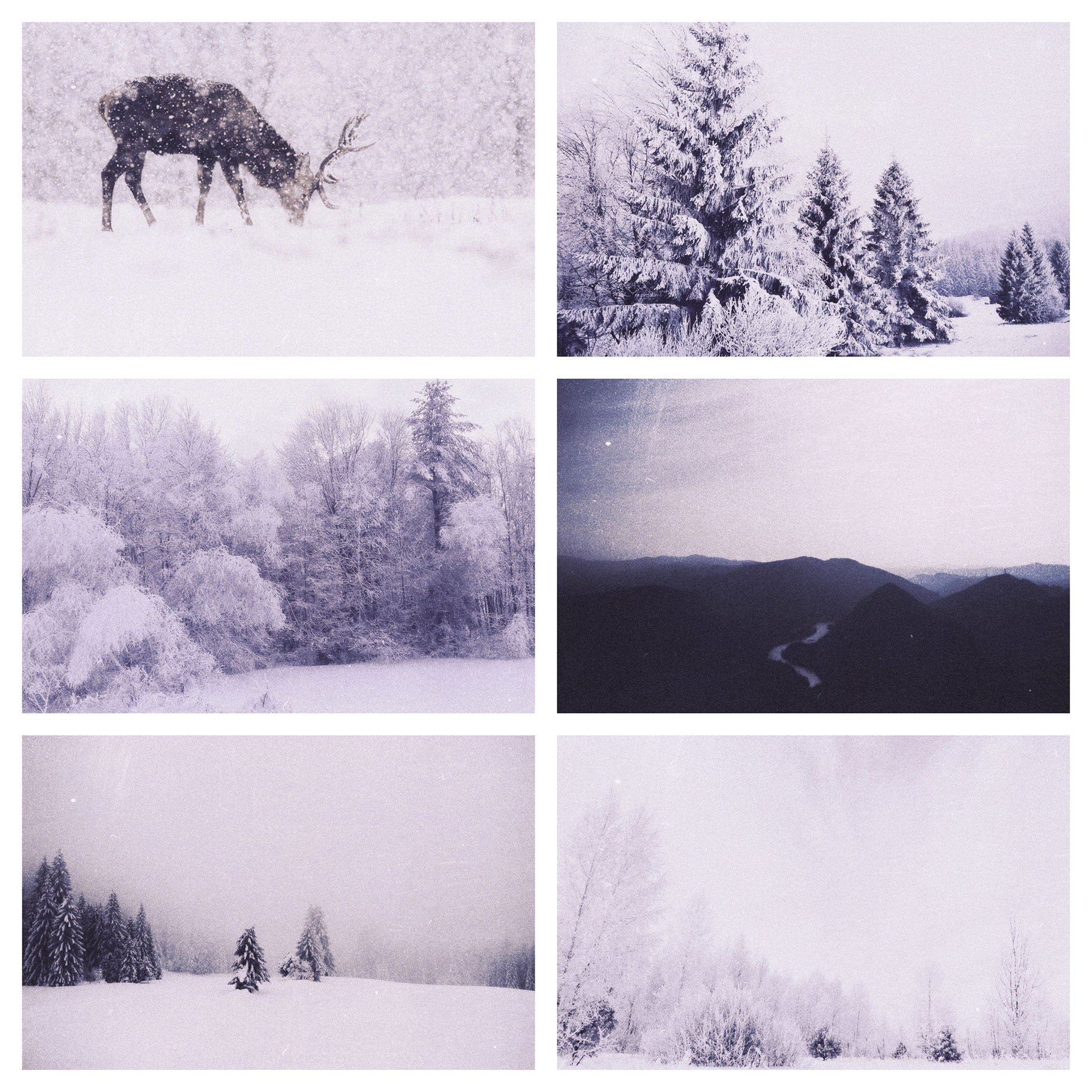 Four different pictures of a moose in the snow.