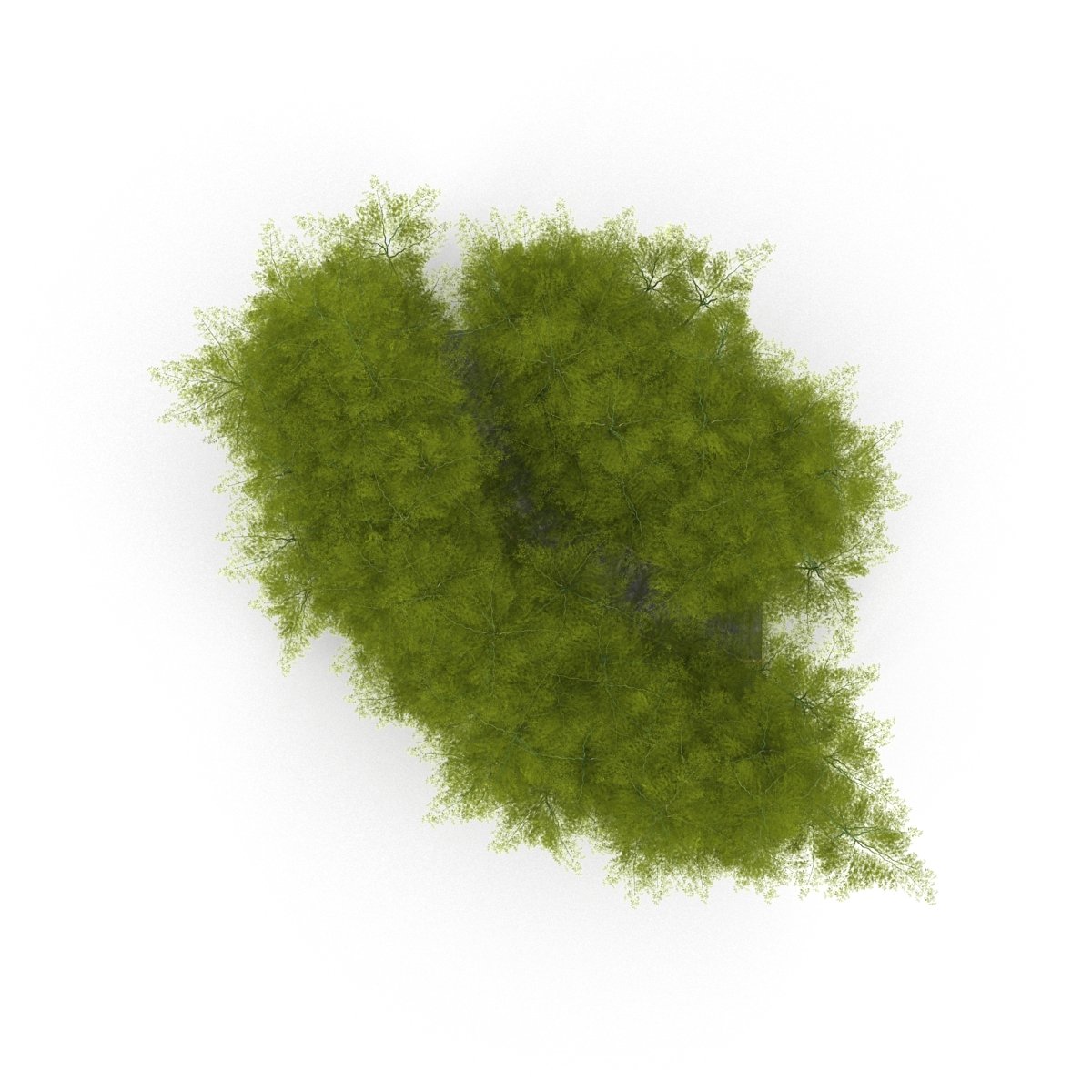 Bunch of green grass on a white background.
